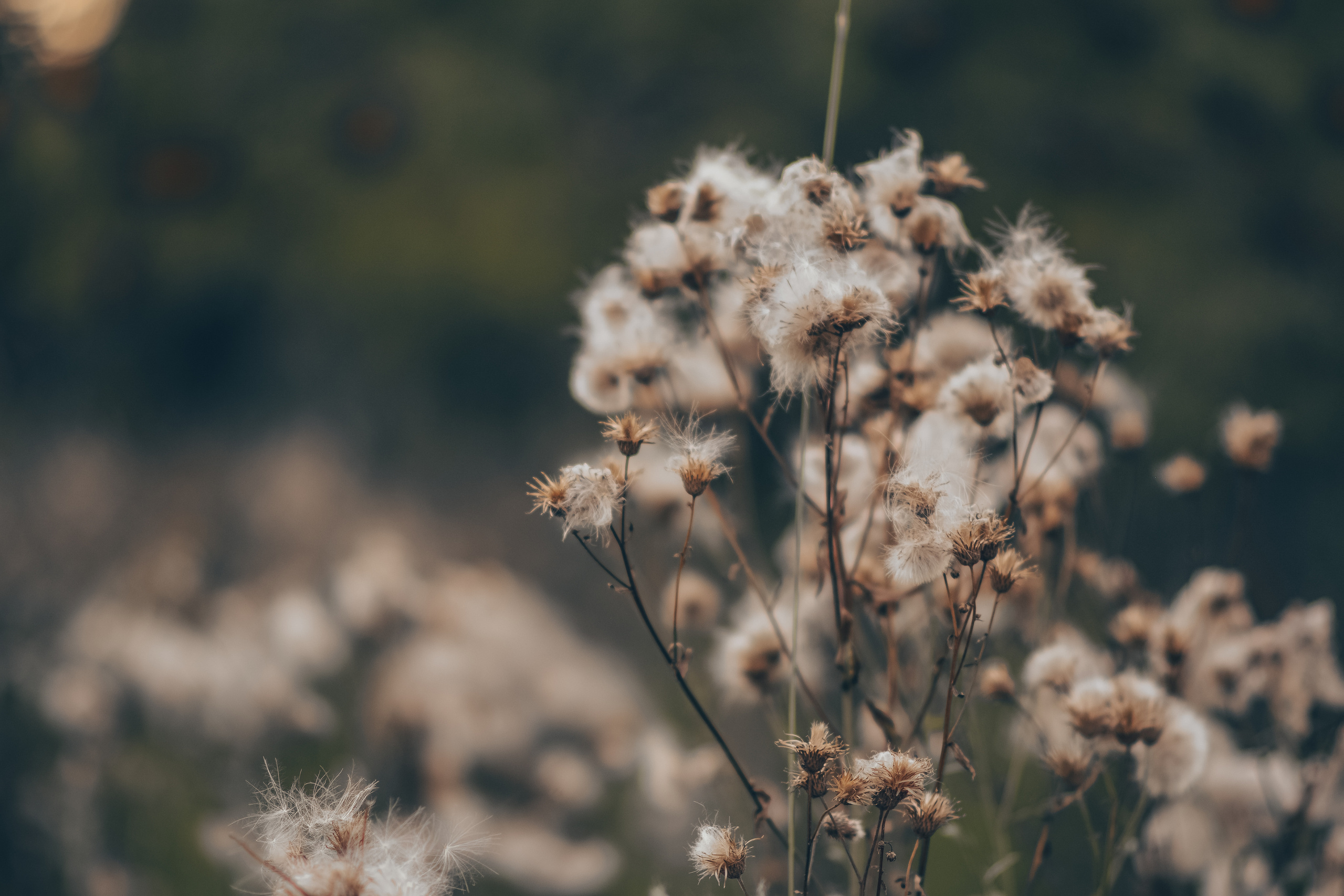 Алина и Ройс, парк на Яузе. Свадебный фотограф в Москве Анна Полушина