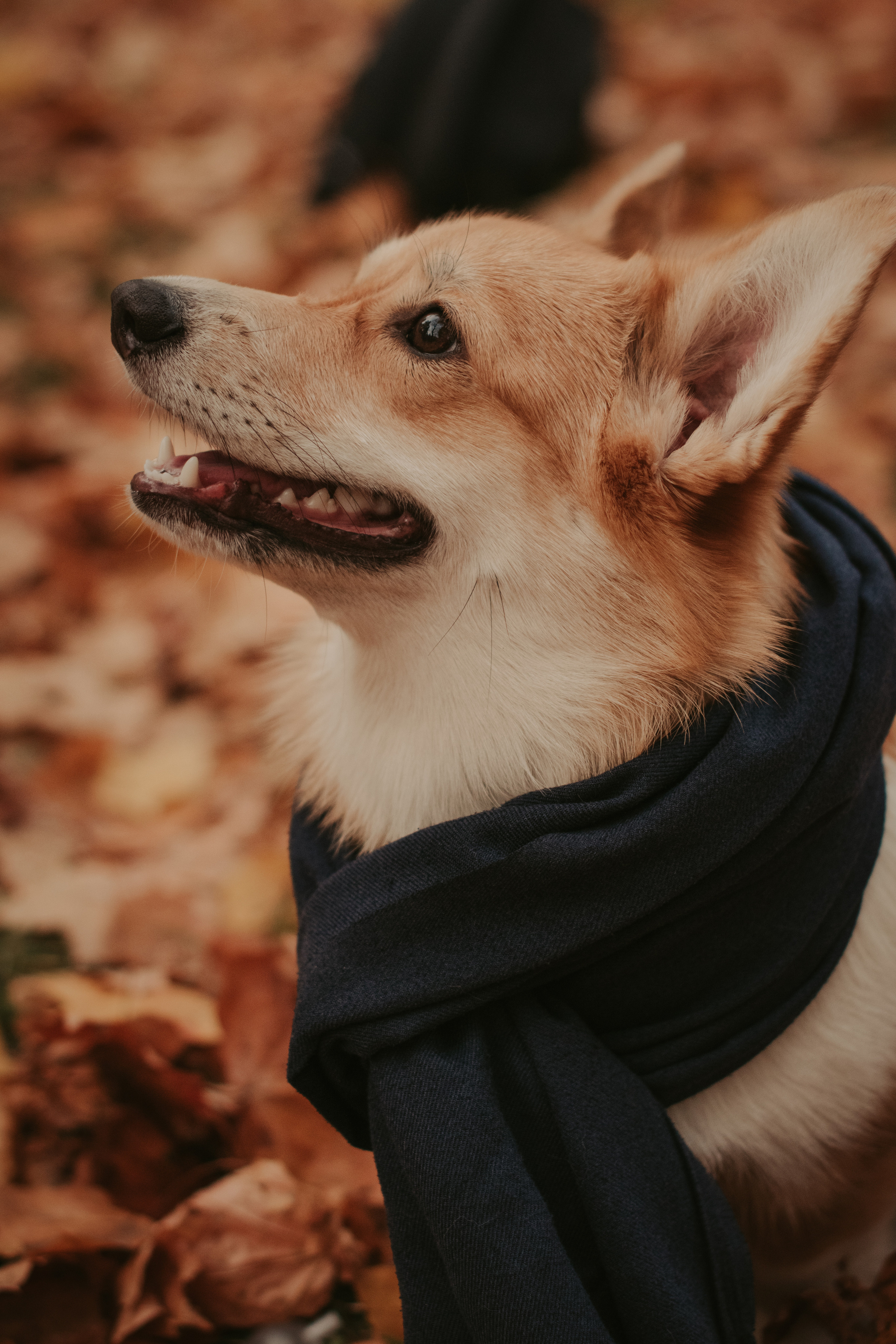 Марина и Мася, Новодевичий сквер. Свадебный фотограф в Москве Анна Полушина