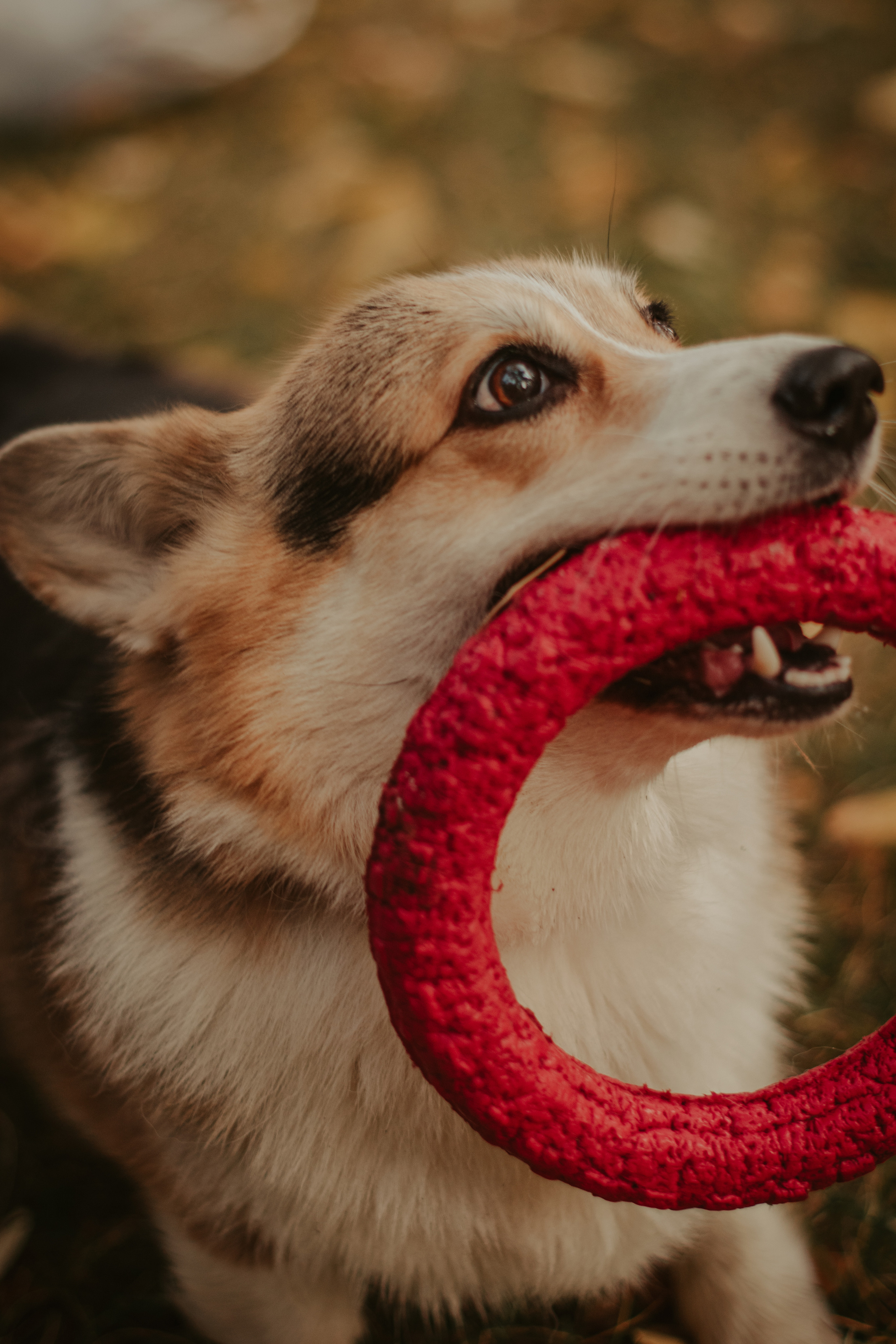 Аня и Булочка, Сокольники. Свадебный фотограф в Москве Анна Полушина