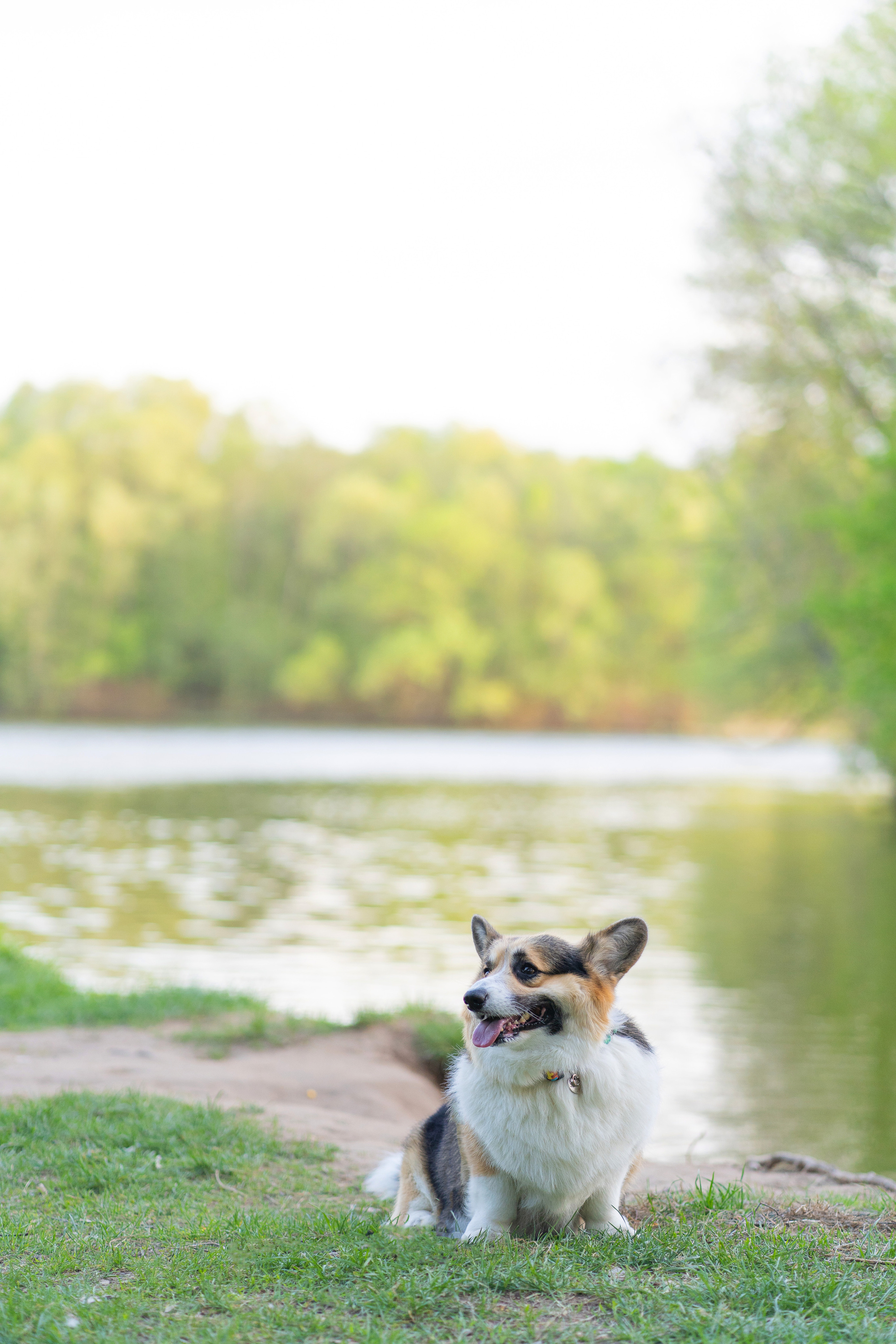 Катя и Честер, Серебряный бор. Свадебный фотограф в Москве Анна Полушина
