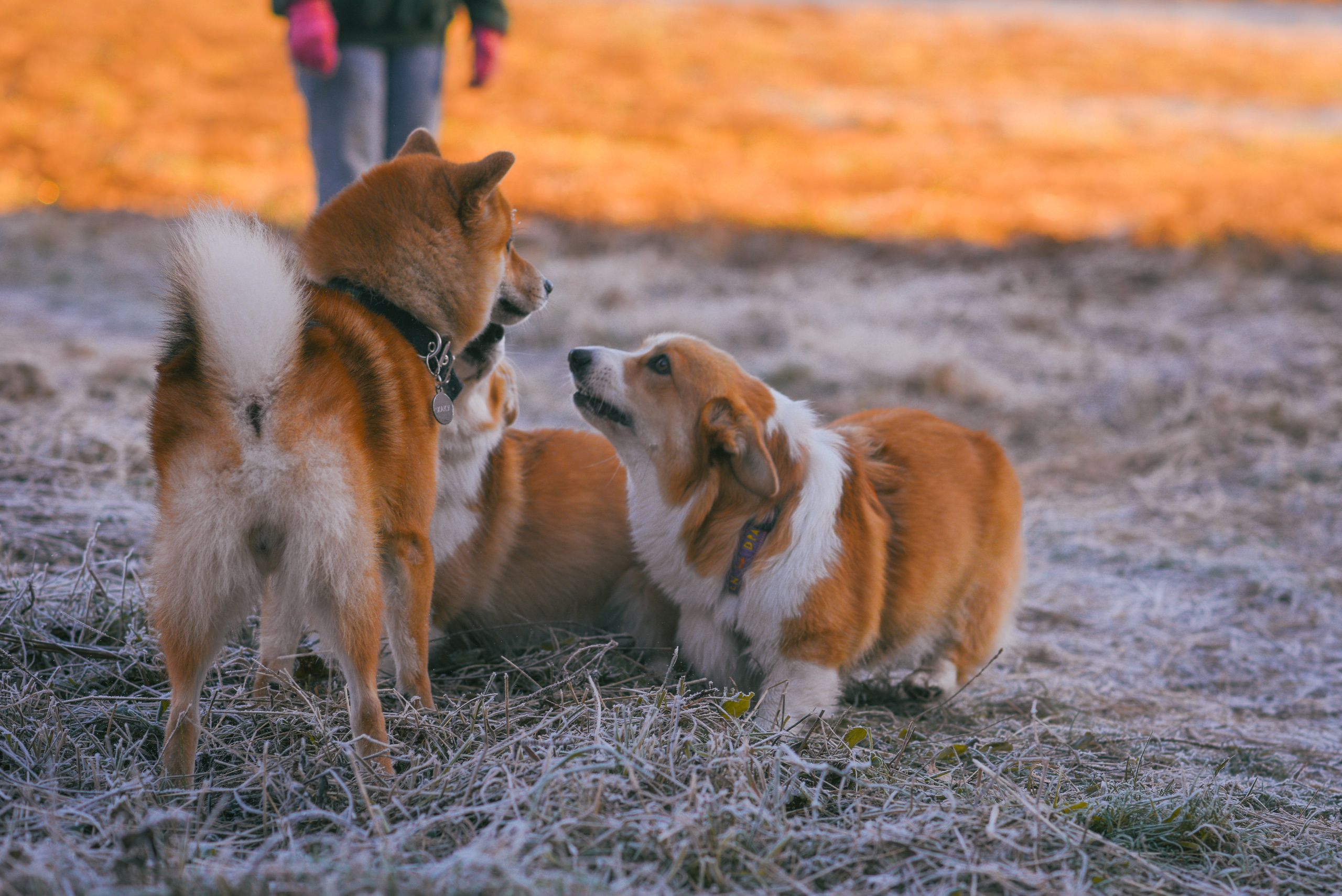Фотосессия с питомцем в Москве. Свадебный фотограф в Москве Анна Полушина