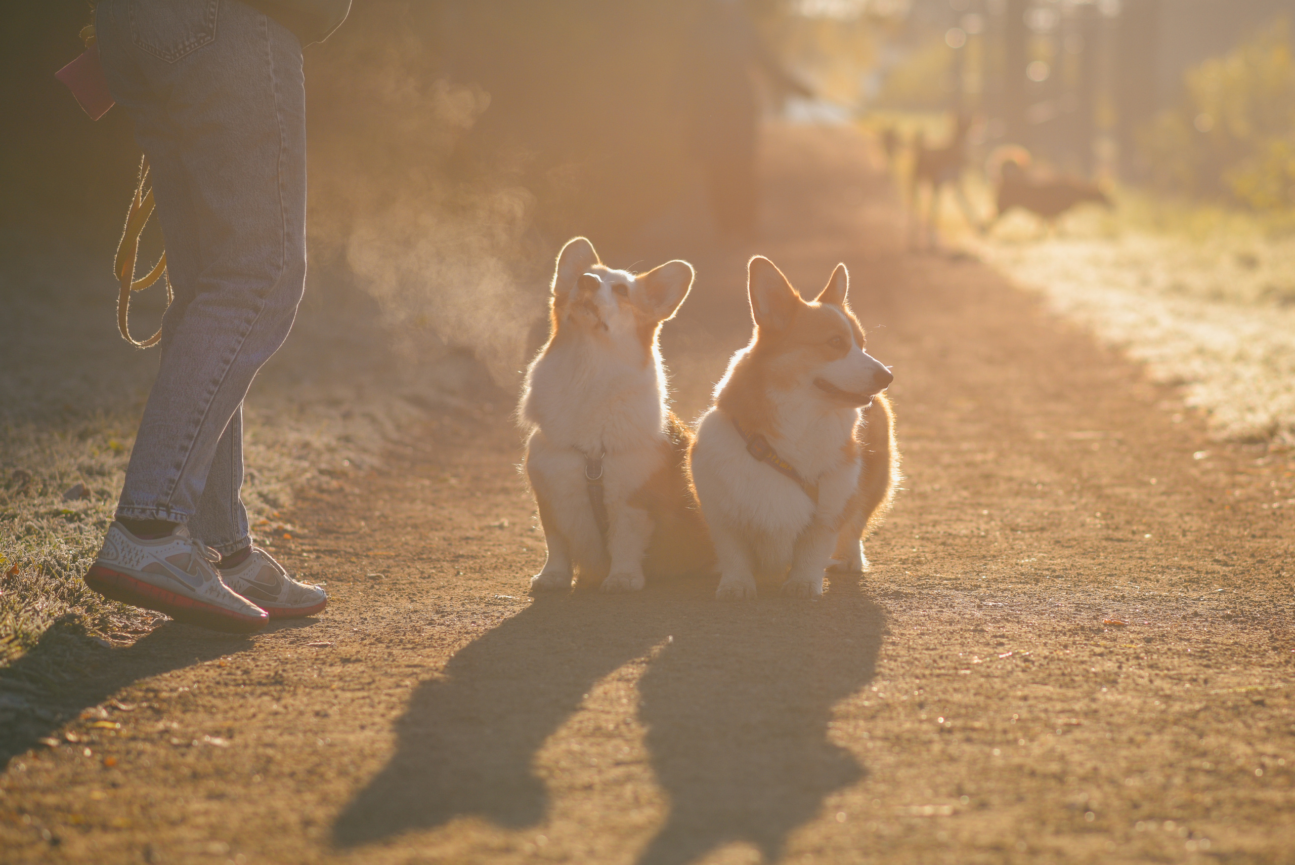 Фотосессия с питомцем в Москве. Свадебный фотограф в Москве Анна Полушина