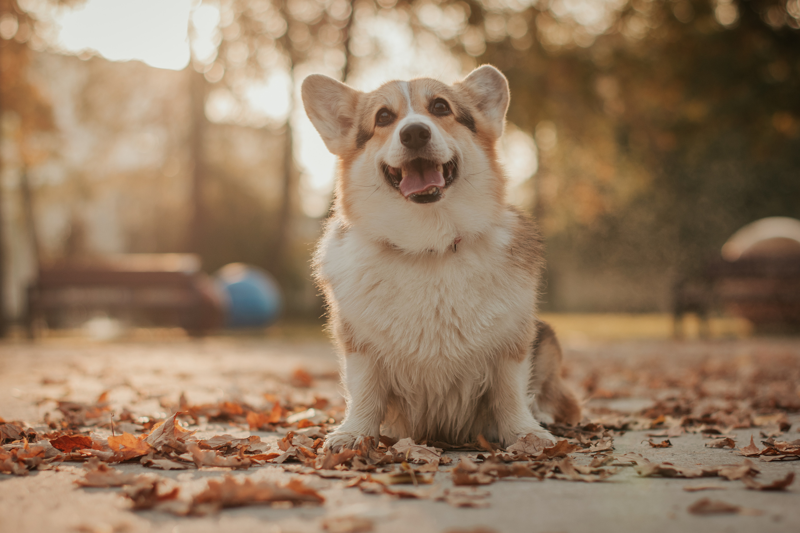 Аня и Булочка, Сокольники. Свадебный фотограф в Москве Анна Полушина