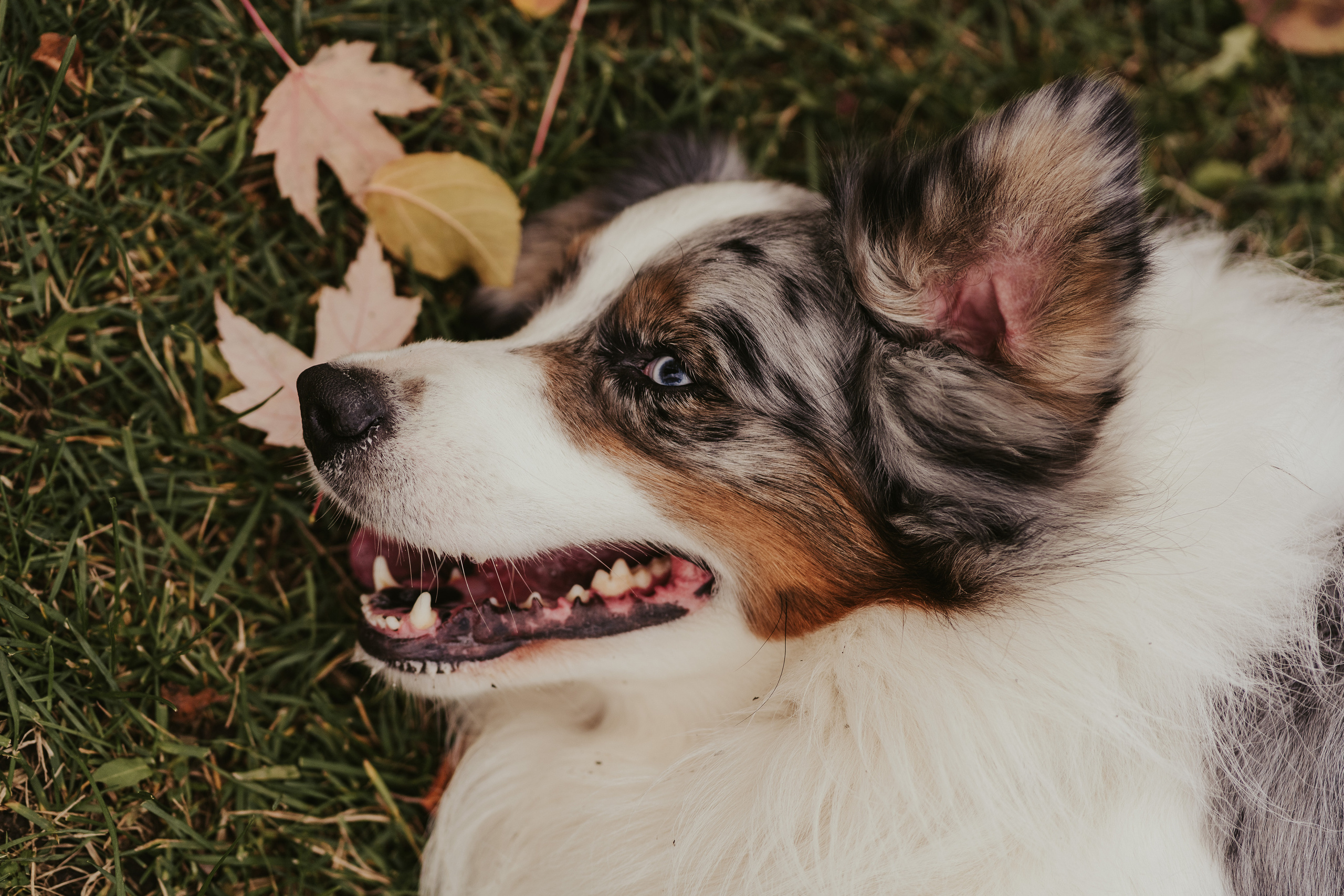 Лена и Принц, Китай- Город. Свадебный фотограф в Москве Анна Полушина