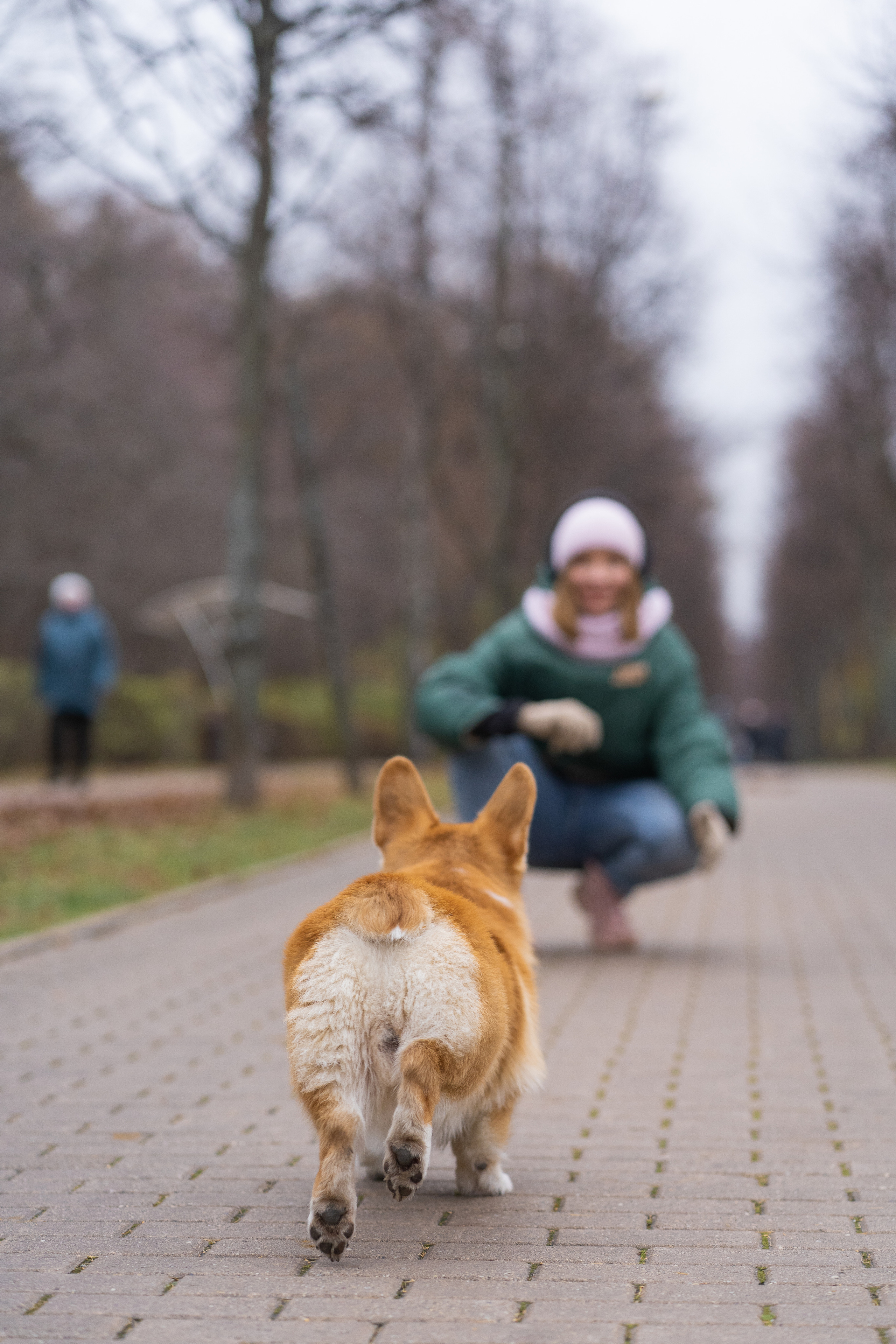 Ульяна, Рома, корги Эйс. Свадебный фотограф в Москве Анна Полушина