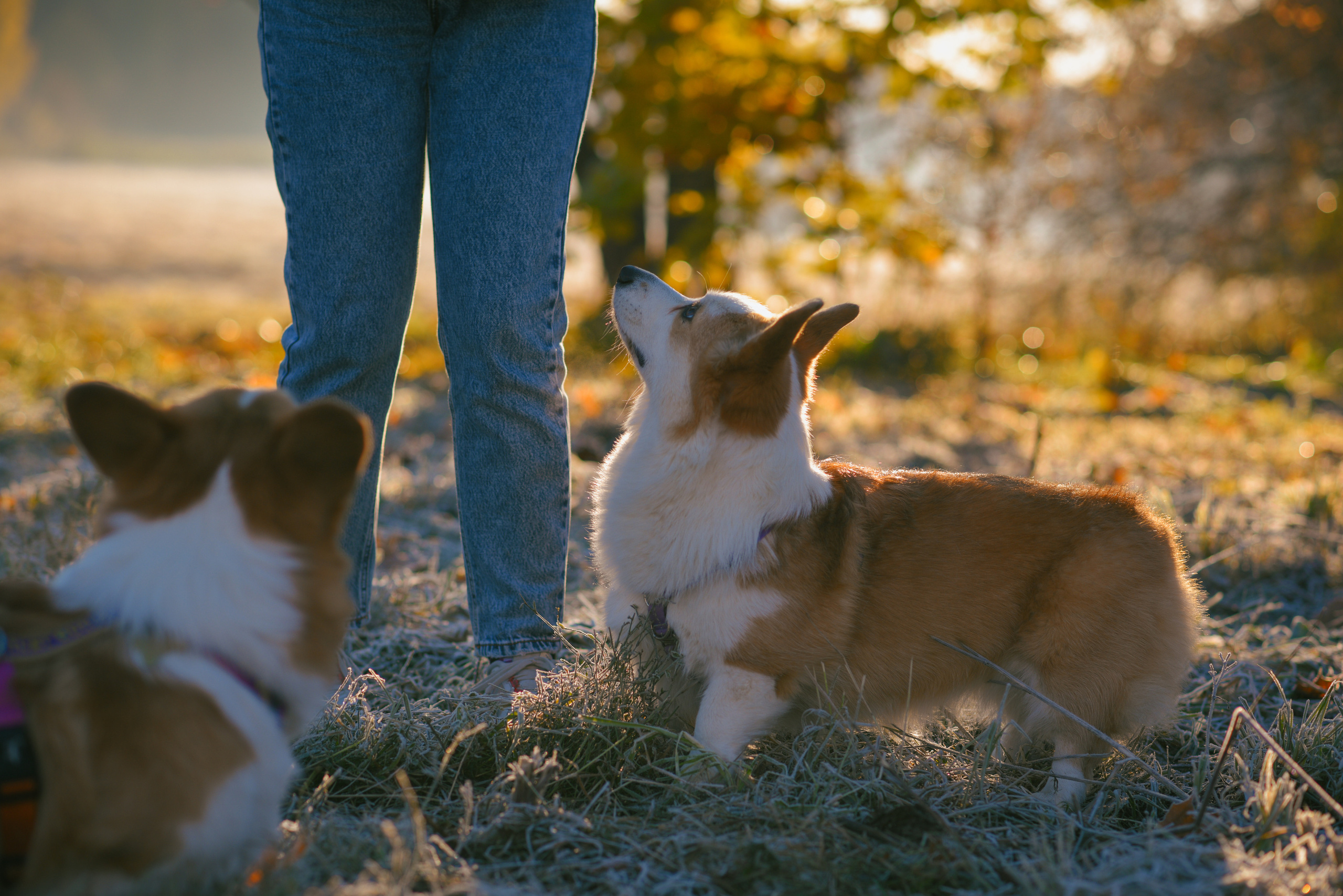 Фотосессия с питомцем в Москве. Свадебный фотограф в Москве Анна Полушина