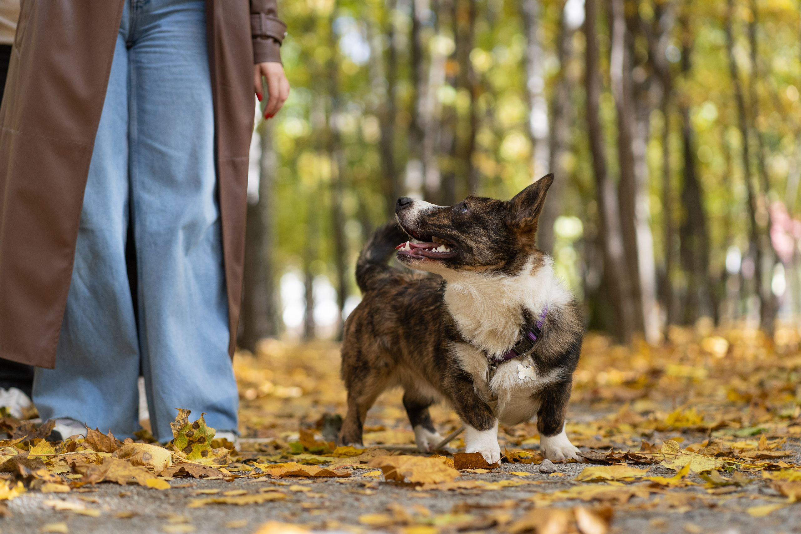 Боря, Даша и Маффин. Свадебный фотограф в Москве Анна Полушина