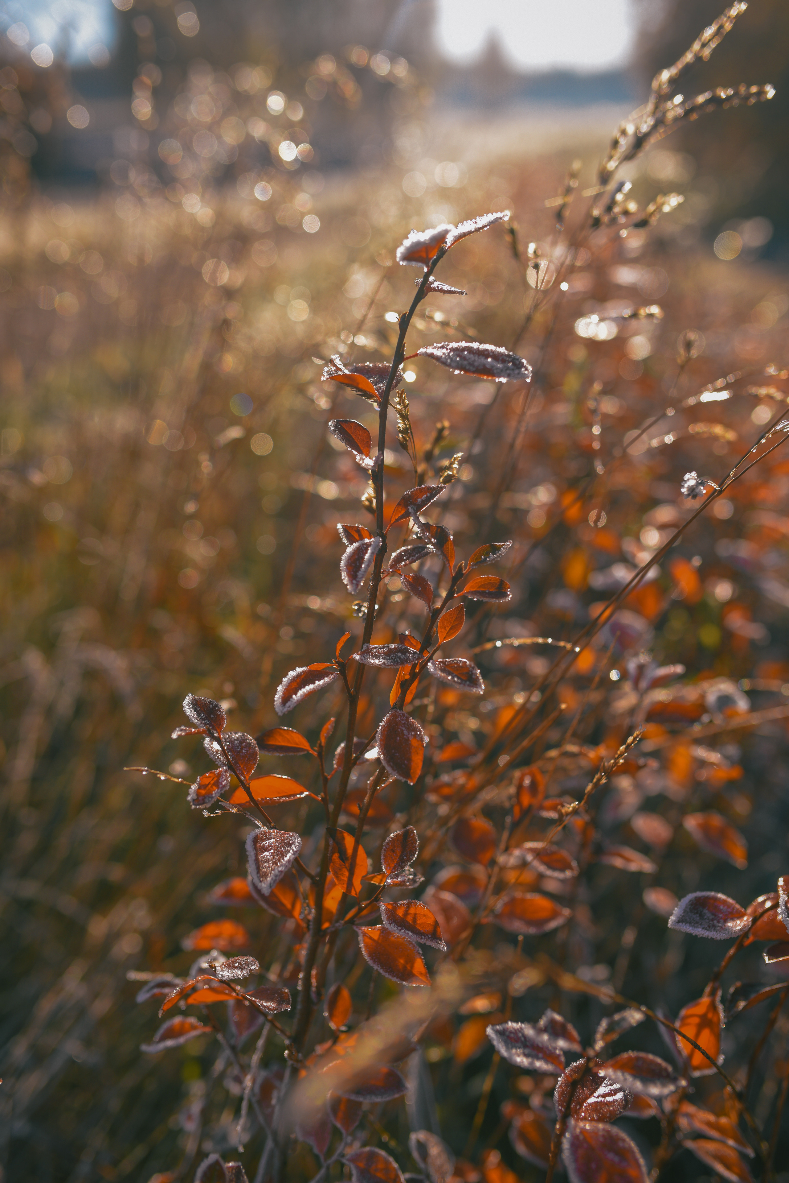 Фотосессия с питомцем в Москве. Свадебный фотограф в Москве Анна Полушина