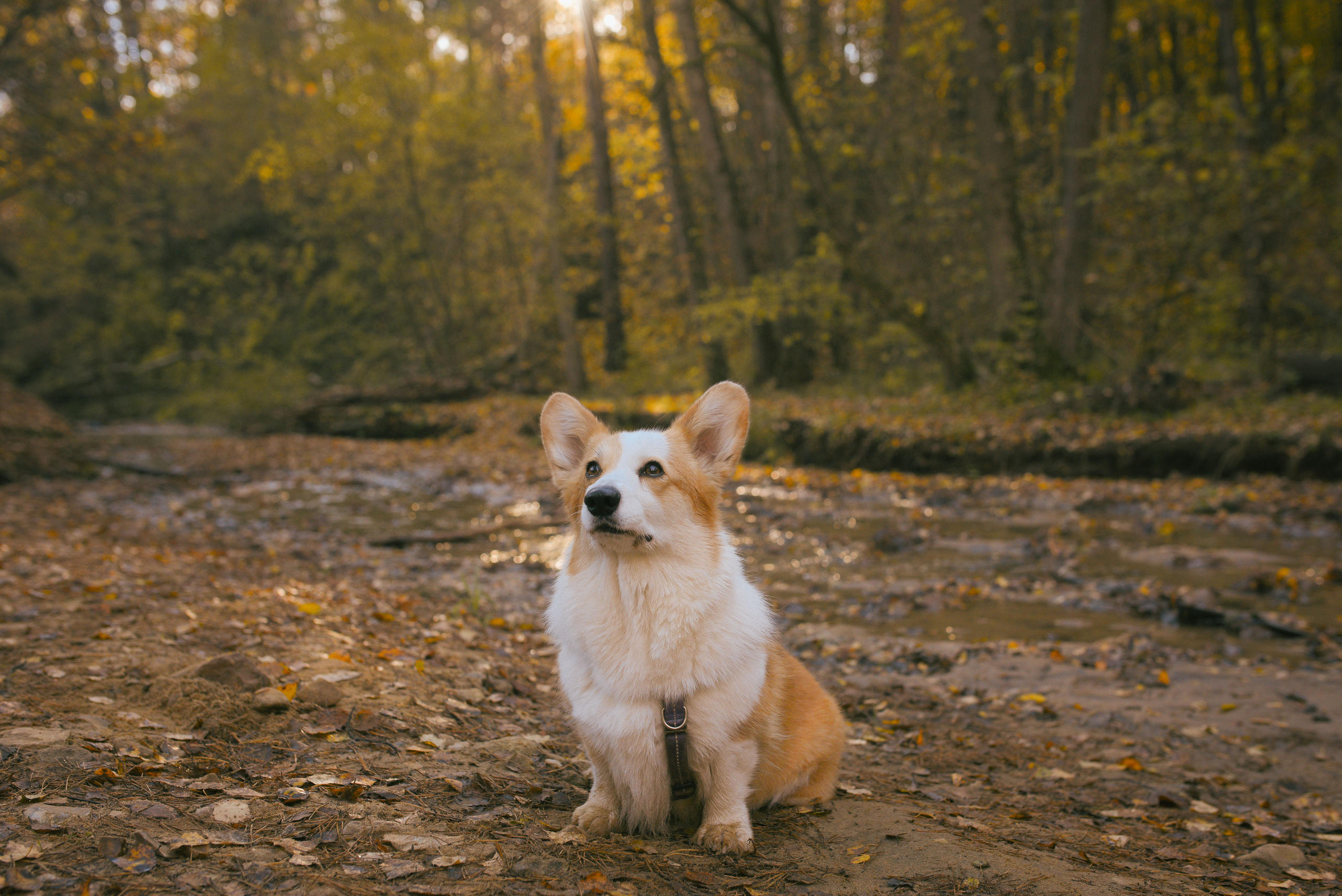 Фотосессия с питомцем в Москве. Свадебный фотограф в Москве Анна Полушина