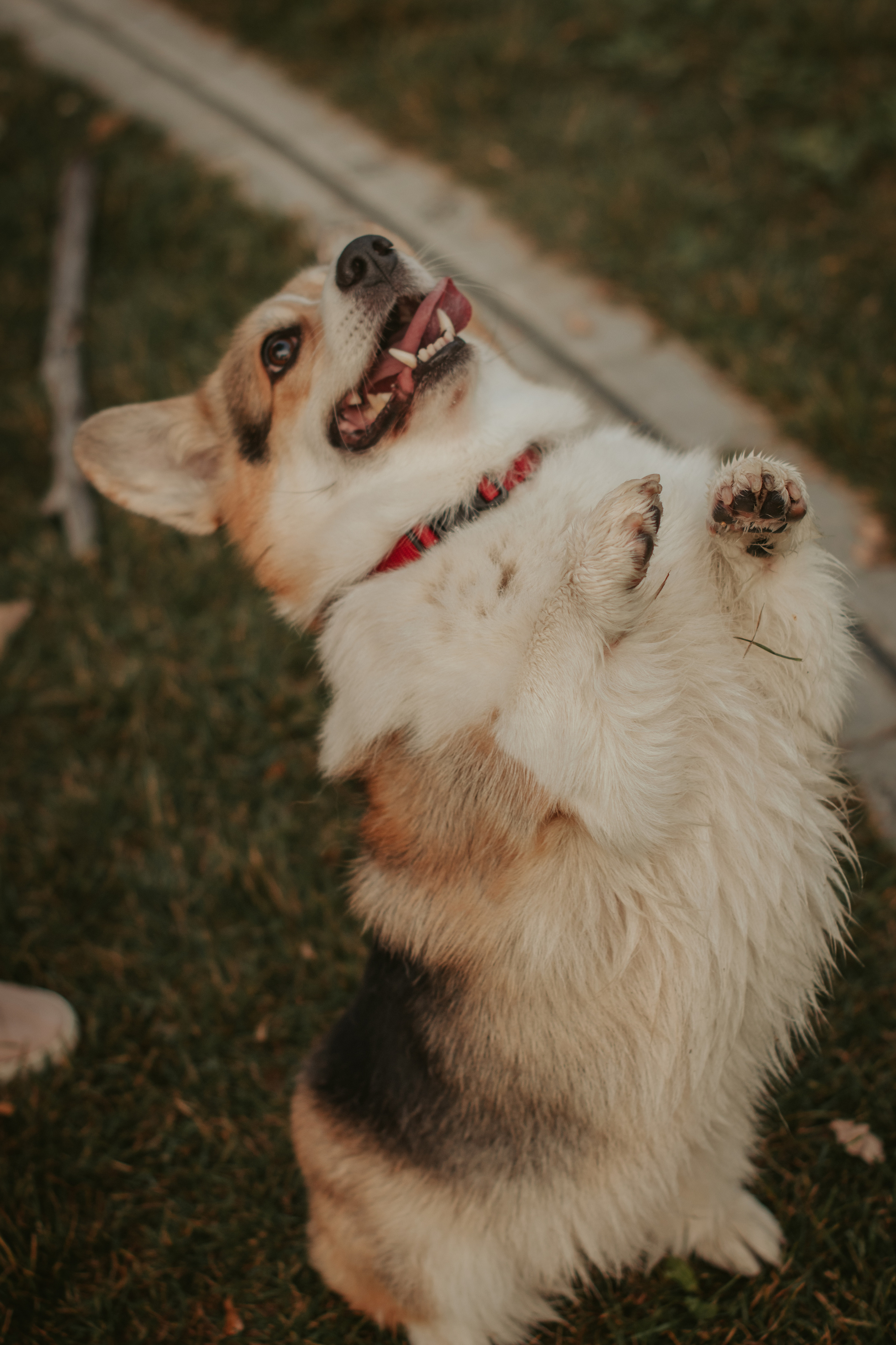 Аня и Булочка, Сокольники. Свадебный фотограф в Москве Анна Полушина