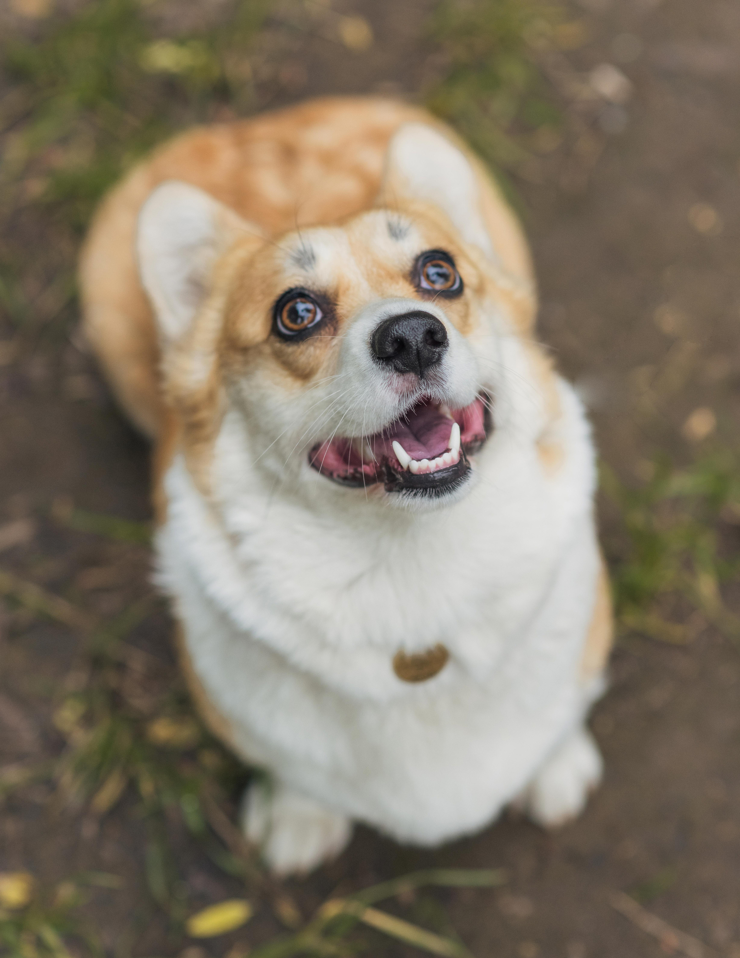 Юлия и Шаня, Покровское-Стрешнево. Свадебный фотограф в Москве Анна Полушина
