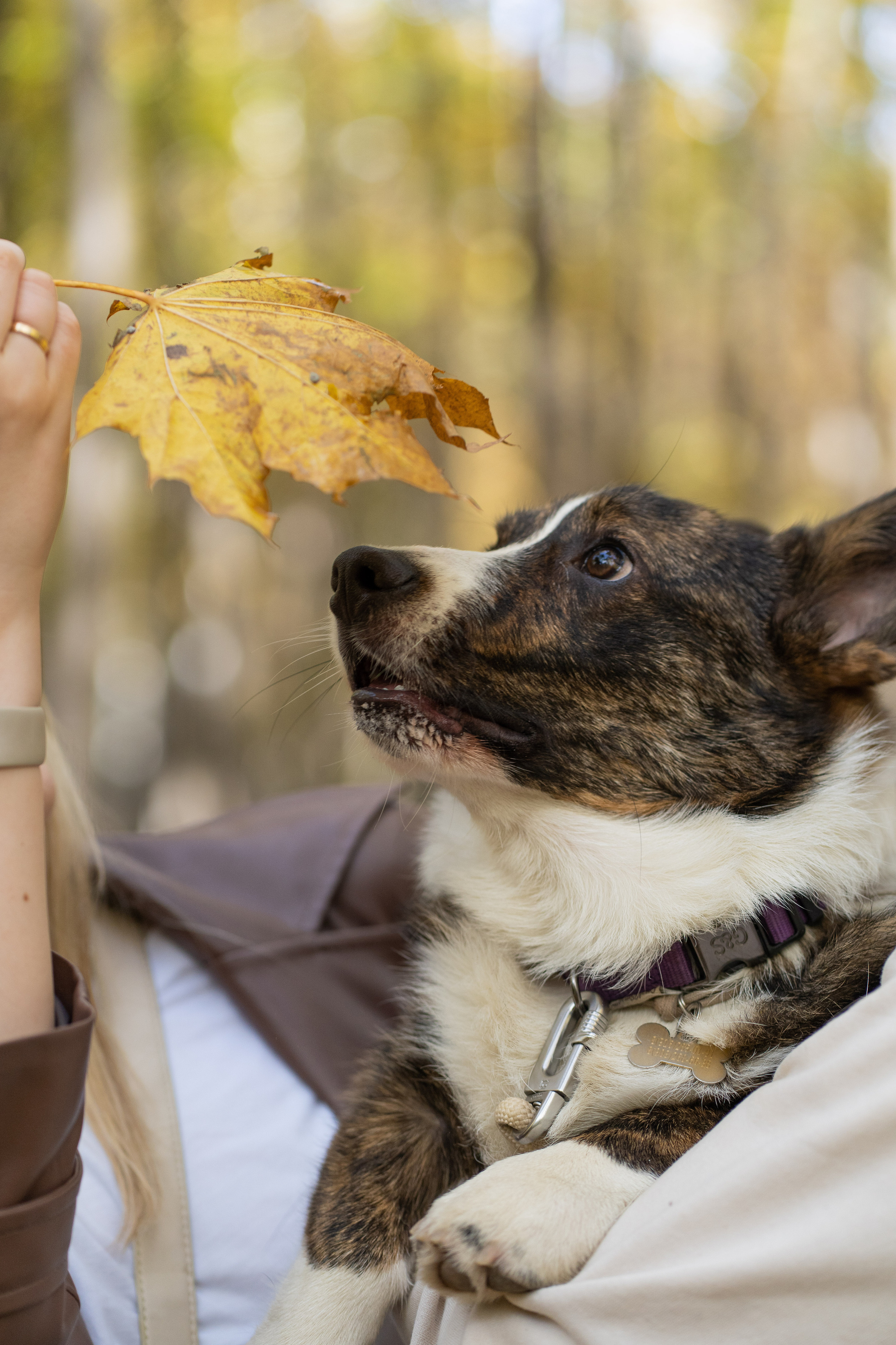 Боря, Даша и Маффин. Свадебный фотограф в Москве Анна Полушина