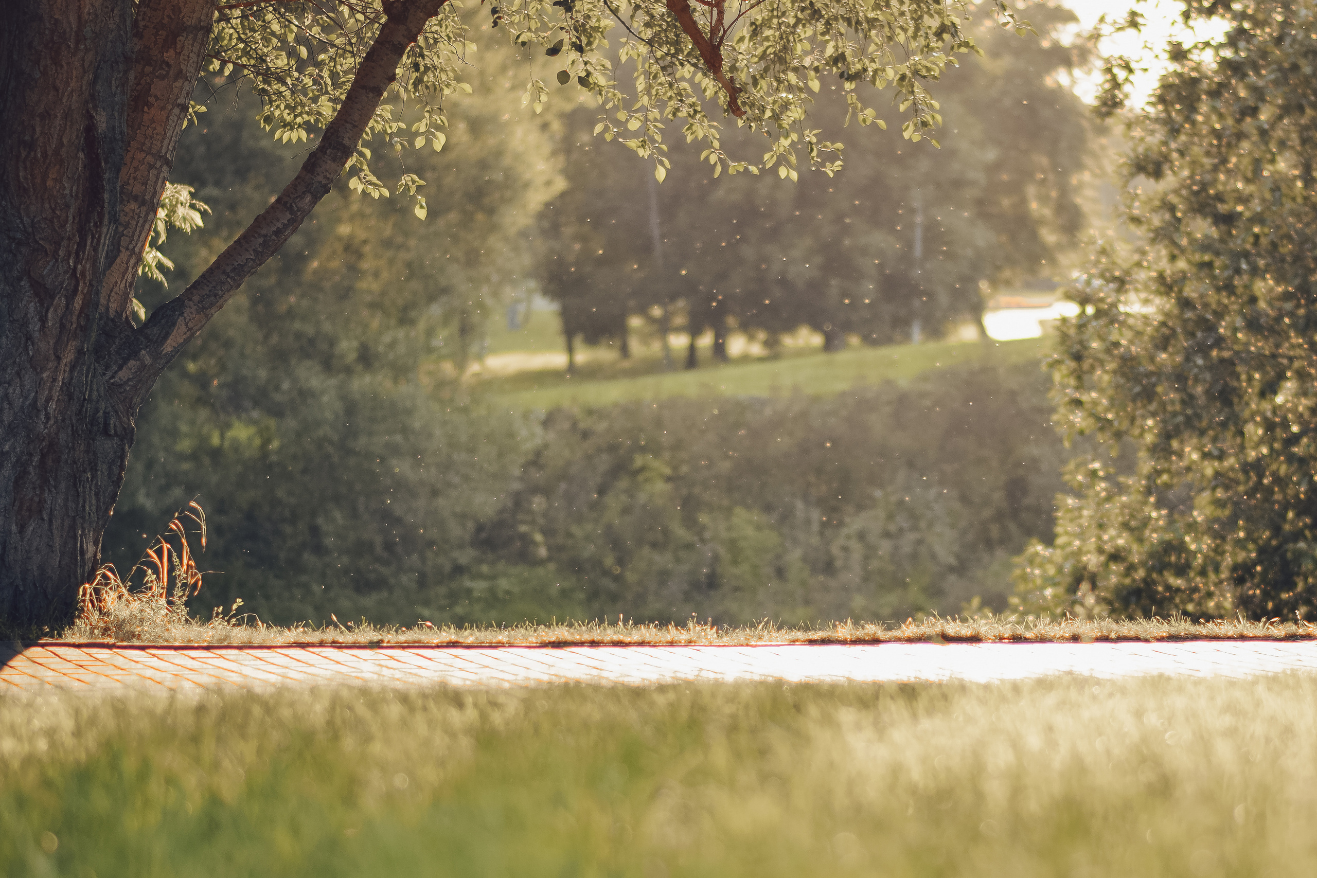 Алина и Ройс, парк на Яузе. Свадебный фотограф в Москве Анна Полушина
