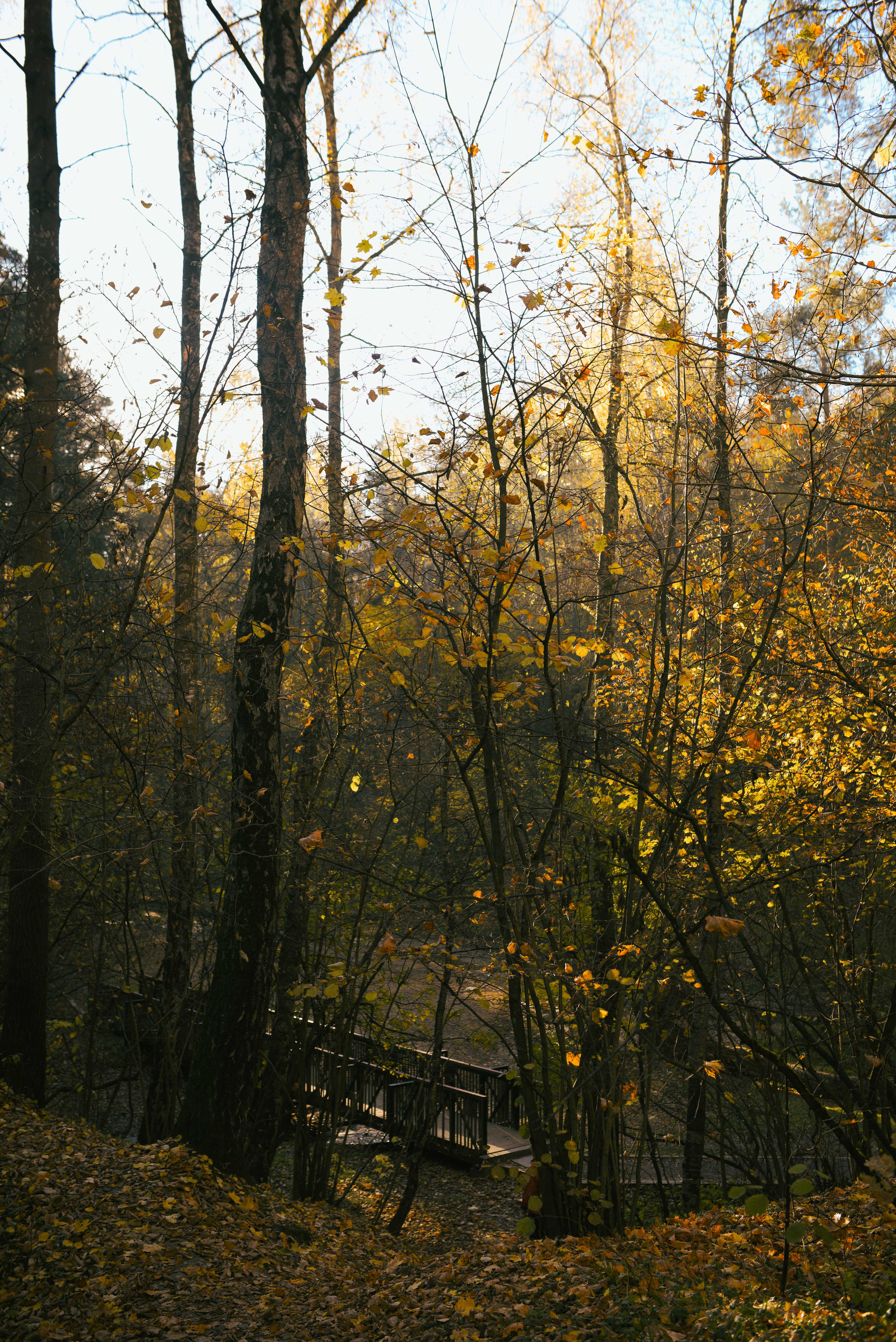 Фотосессия с питомцем в Москве. Свадебный фотограф в Москве Анна Полушина