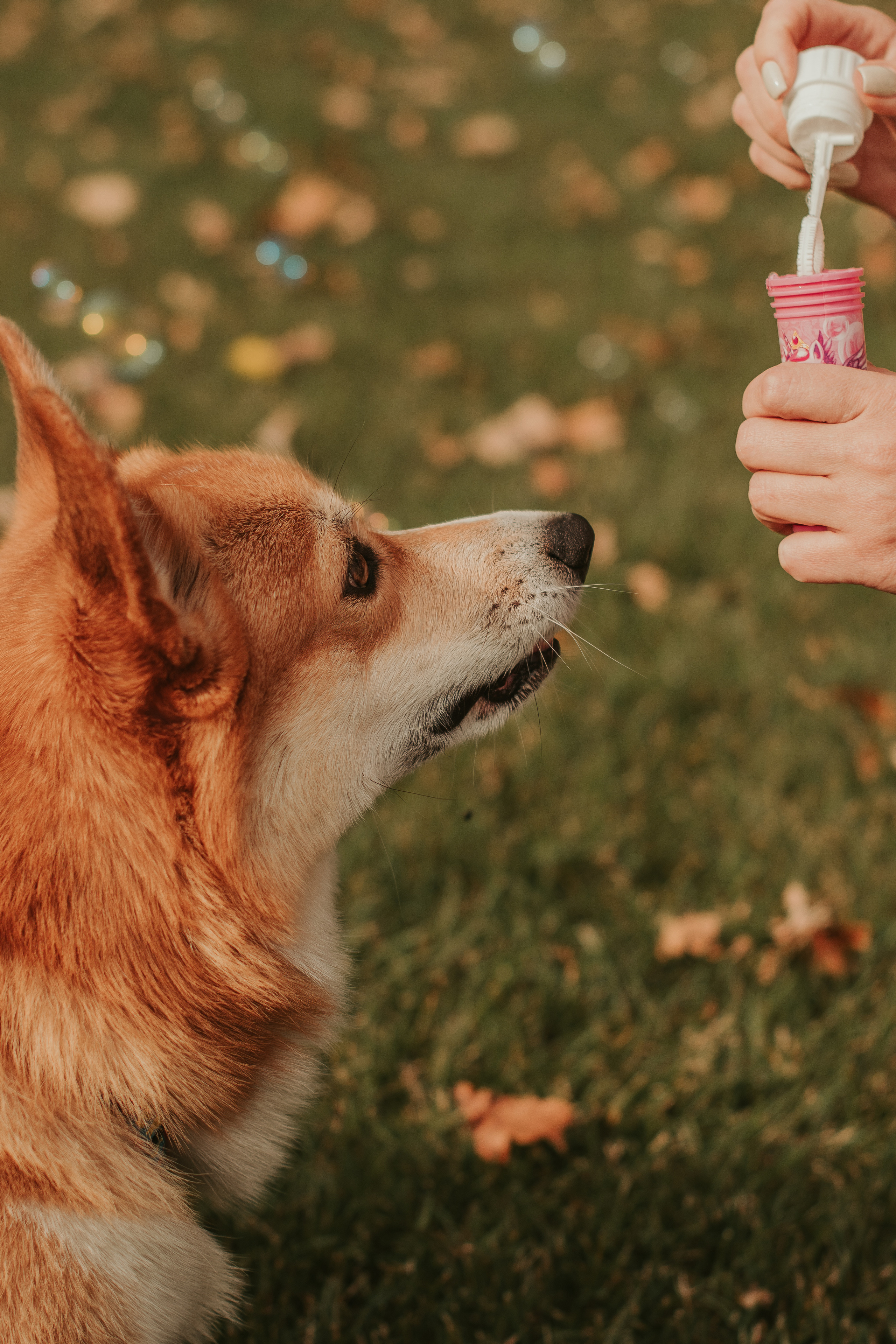 Наташа, Даша и Кевин. Свадебный фотограф в Москве Анна Полушина