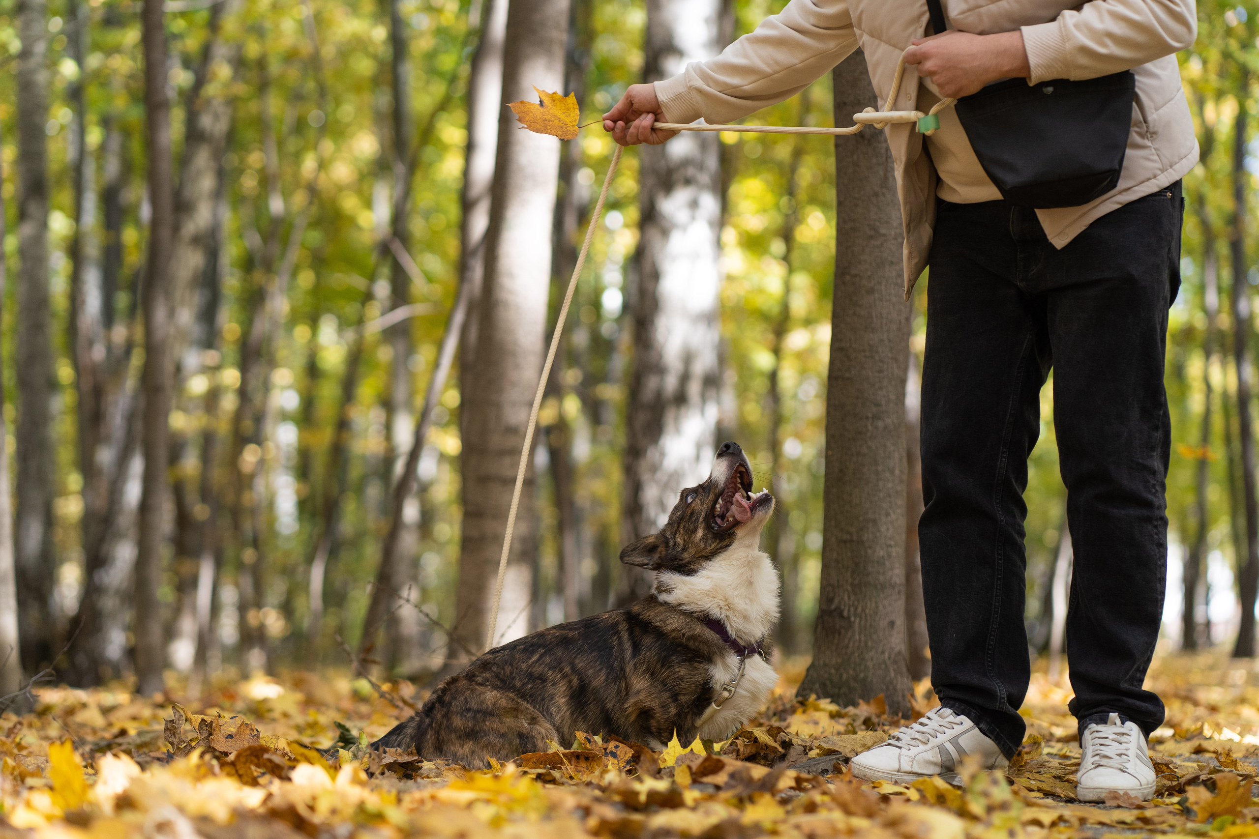 Боря, Даша и Маффин. Свадебный фотограф в Москве Анна Полушина