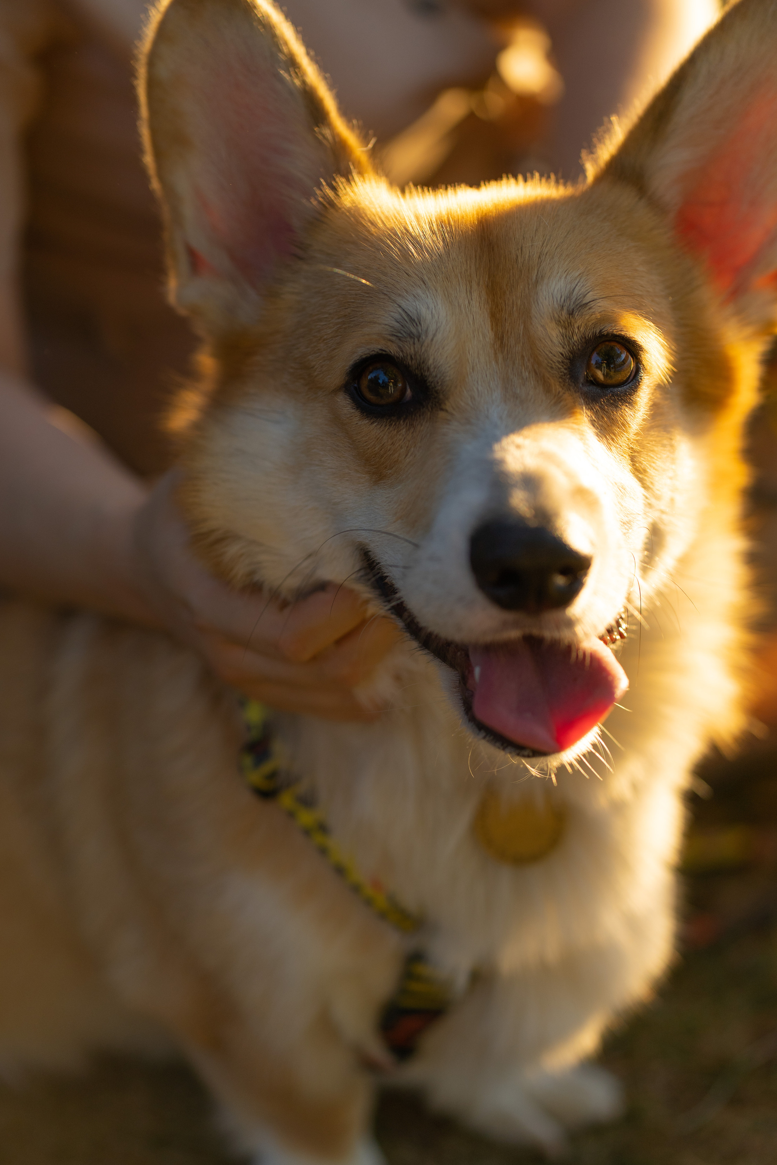 Катя и Боря, Джамгаровский парк. Свадебный фотограф в Москве Анна Полушина