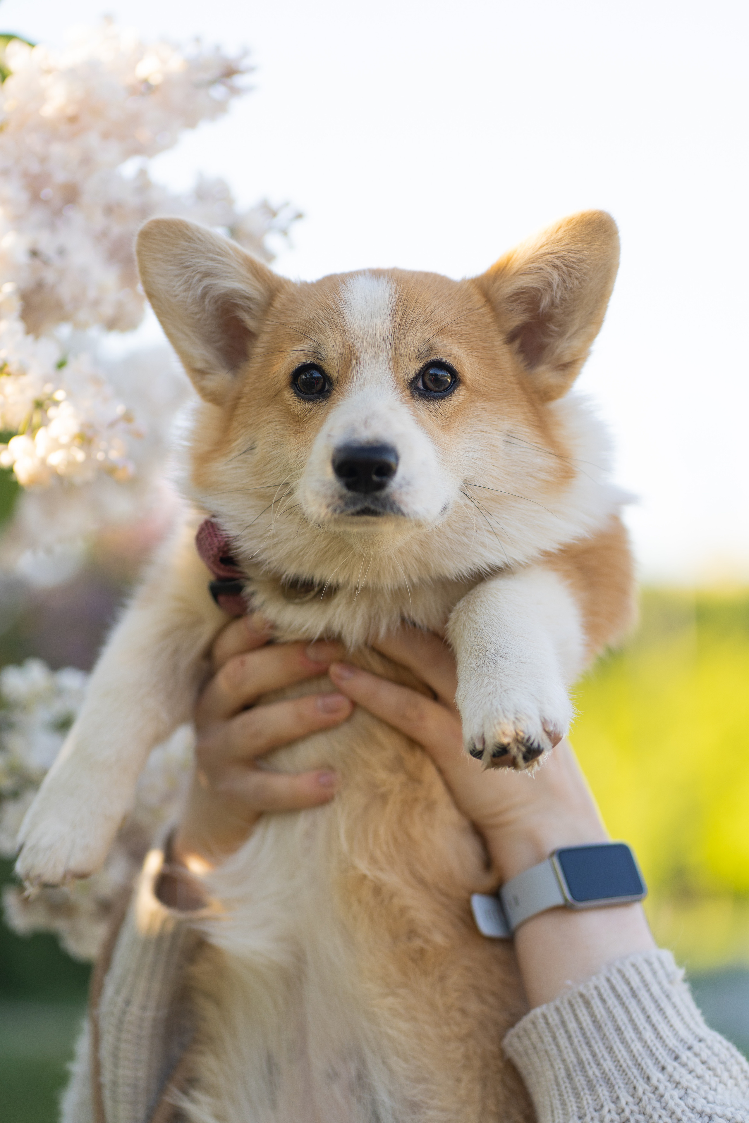 Полина и Стеша, Сиреневый сад. Свадебный фотограф в Москве Анна Полушина