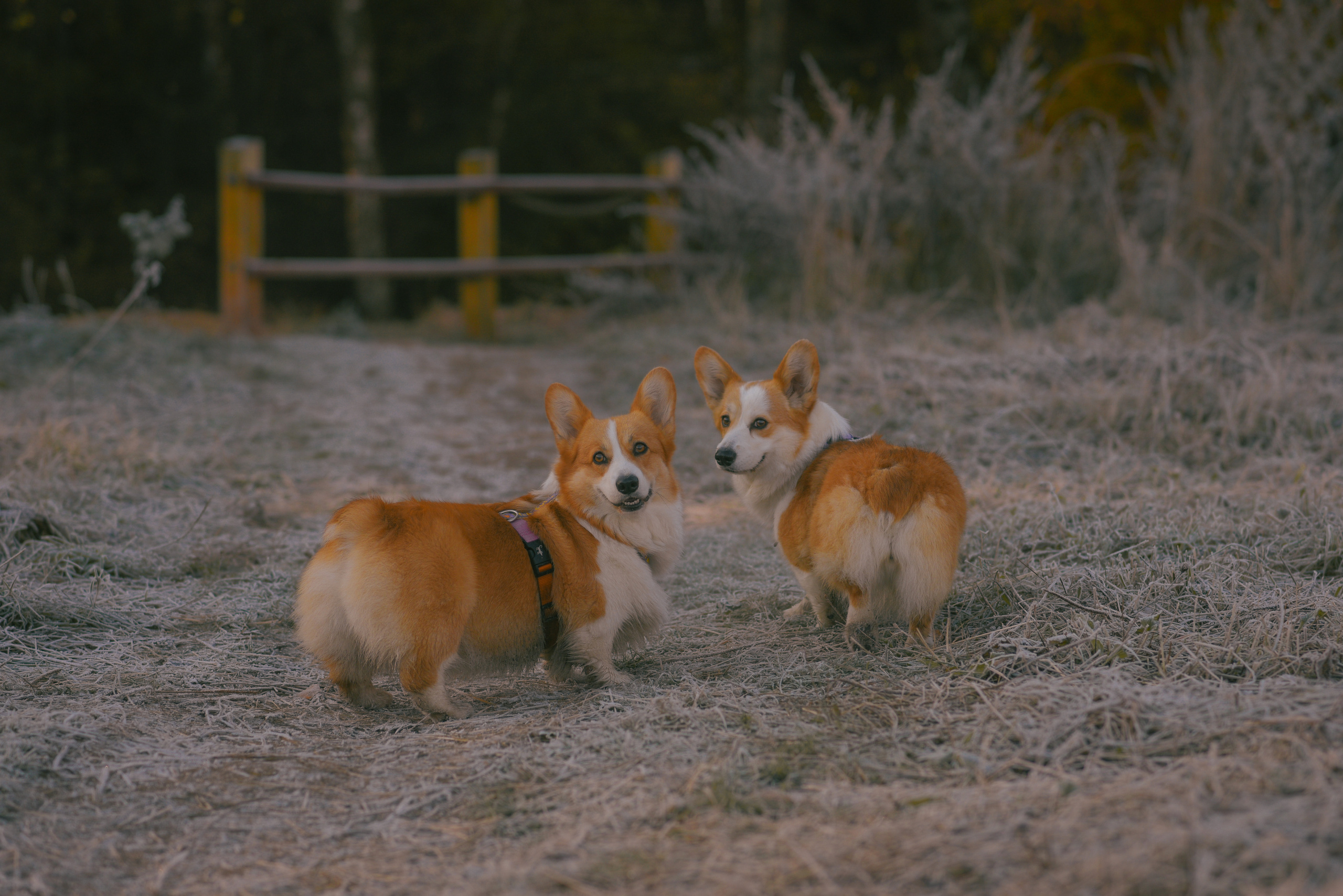 Фотосессия с питомцем в Москве. Свадебный фотограф в Москве Анна Полушина