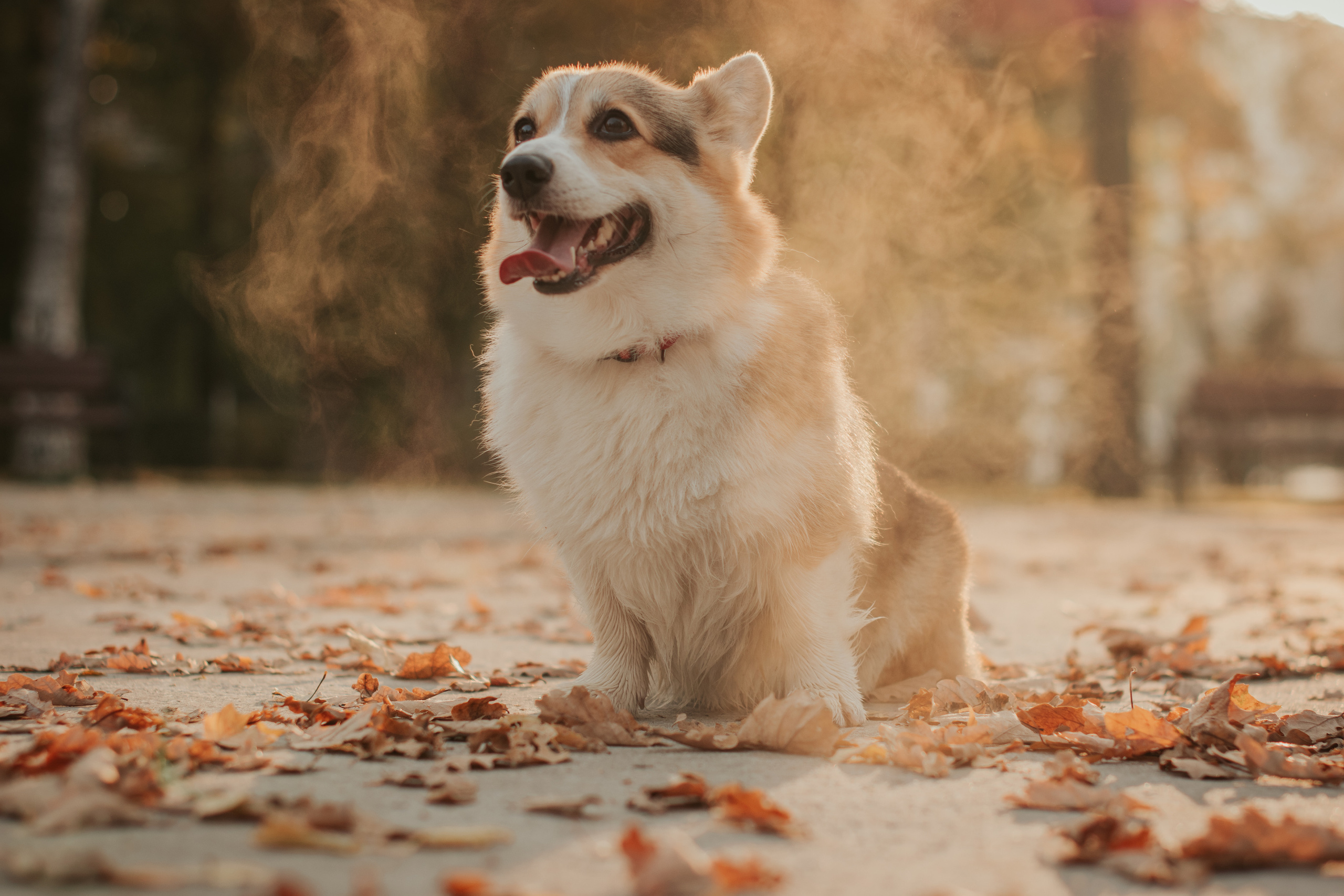Аня и Булочка, Сокольники. Свадебный фотограф в Москве Анна Полушина