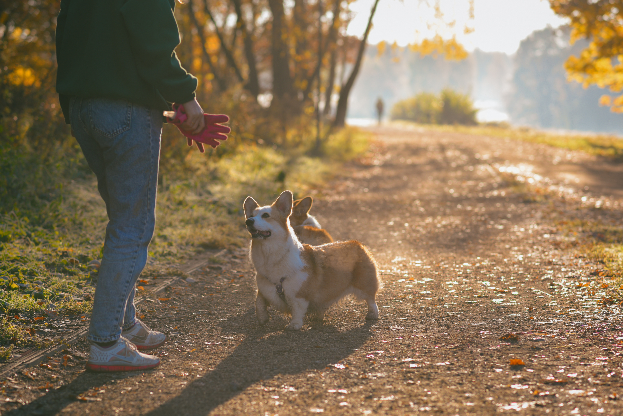 Фотосессия с питомцем в Москве. Свадебный фотограф в Москве Анна Полушина