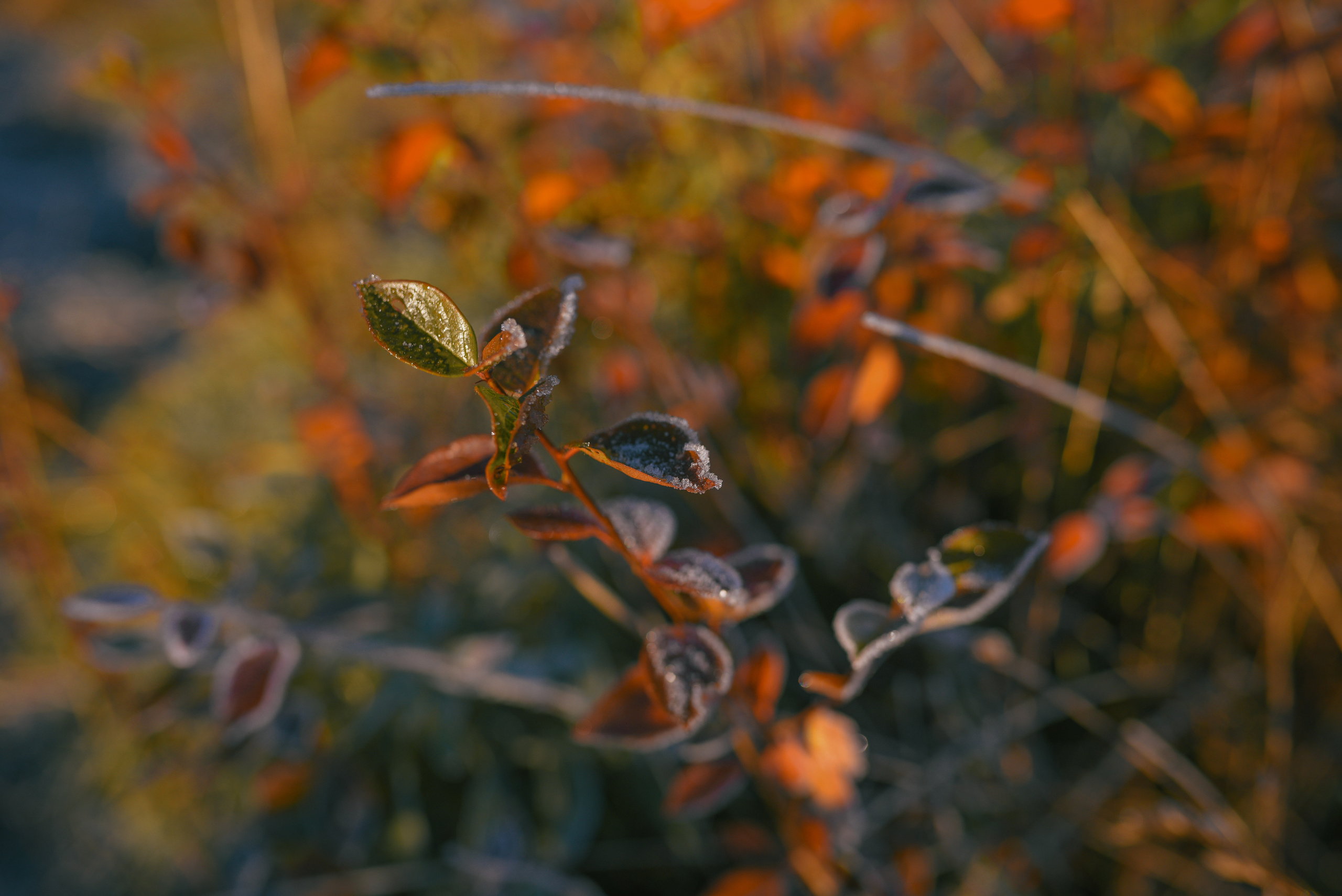 Фотосессия с питомцем в Москве. Свадебный фотограф в Москве Анна Полушина
