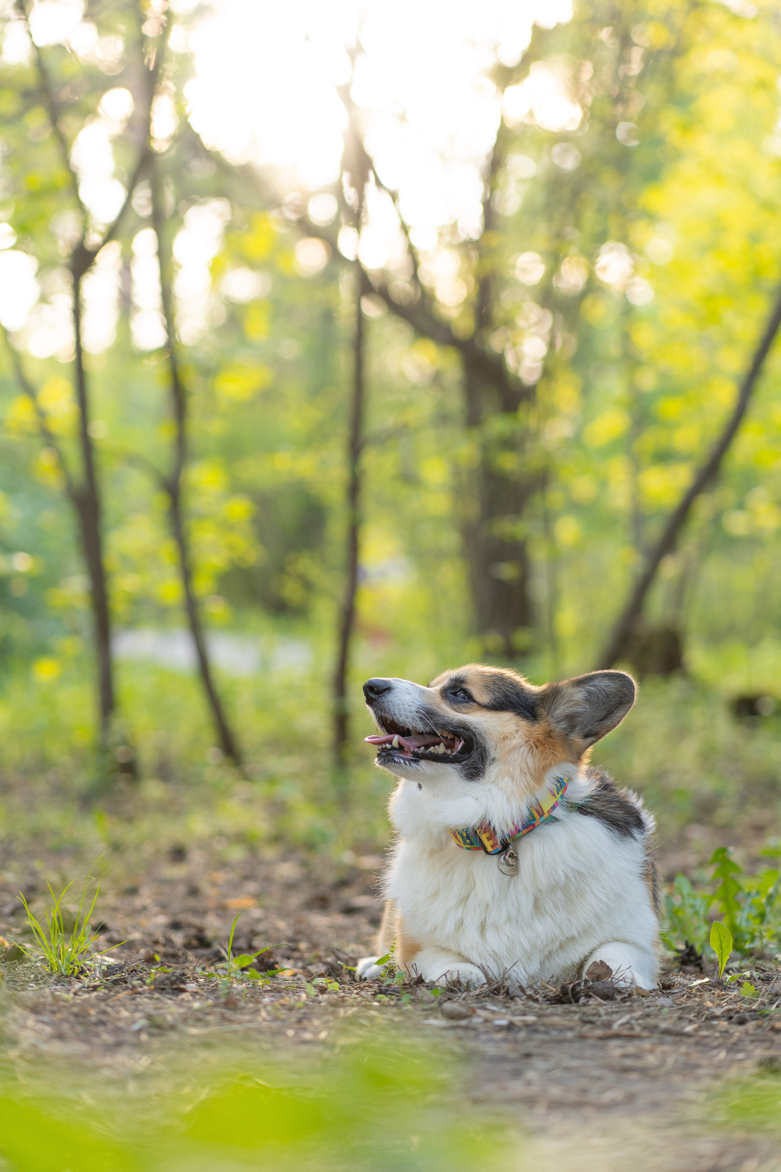 Катя и Честер, Серебряный бор. Свадебный фотограф в Москве Анна Полушина