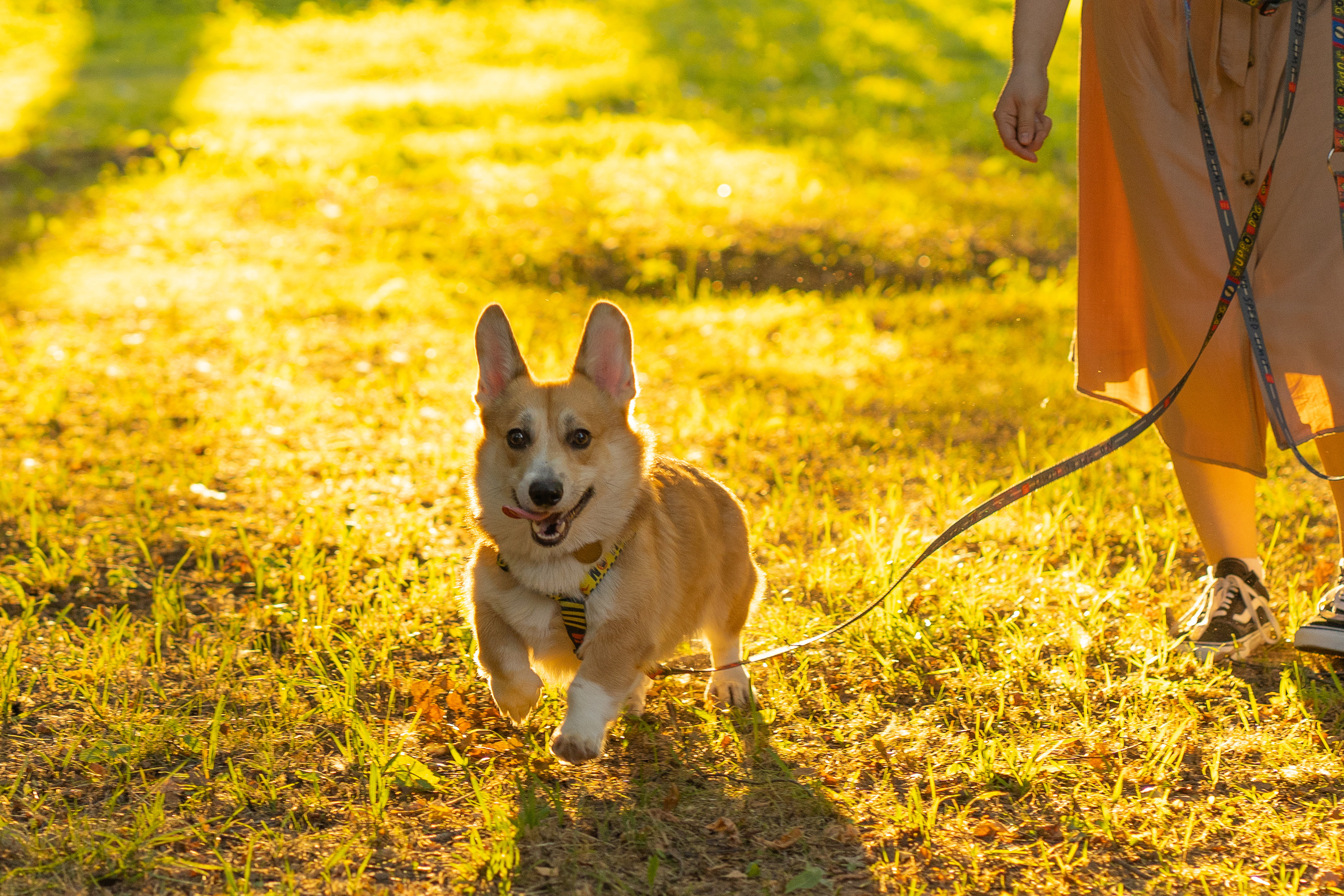Катя и Боря, Джамгаровский парк. Свадебный фотограф в Москве Анна Полушина