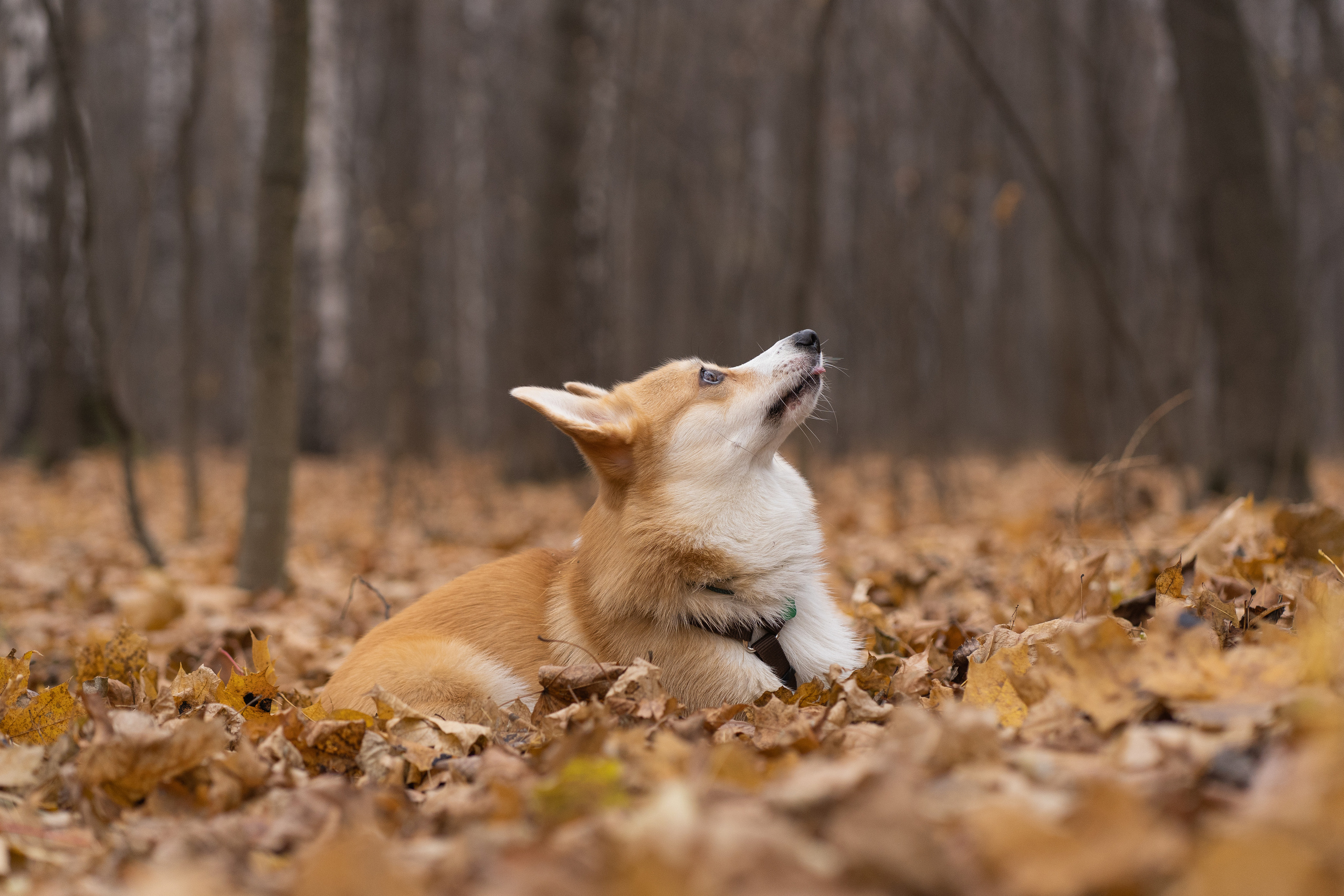 Ульяна, Рома, корги Эйс. Свадебный фотограф в Москве Анна Полушина