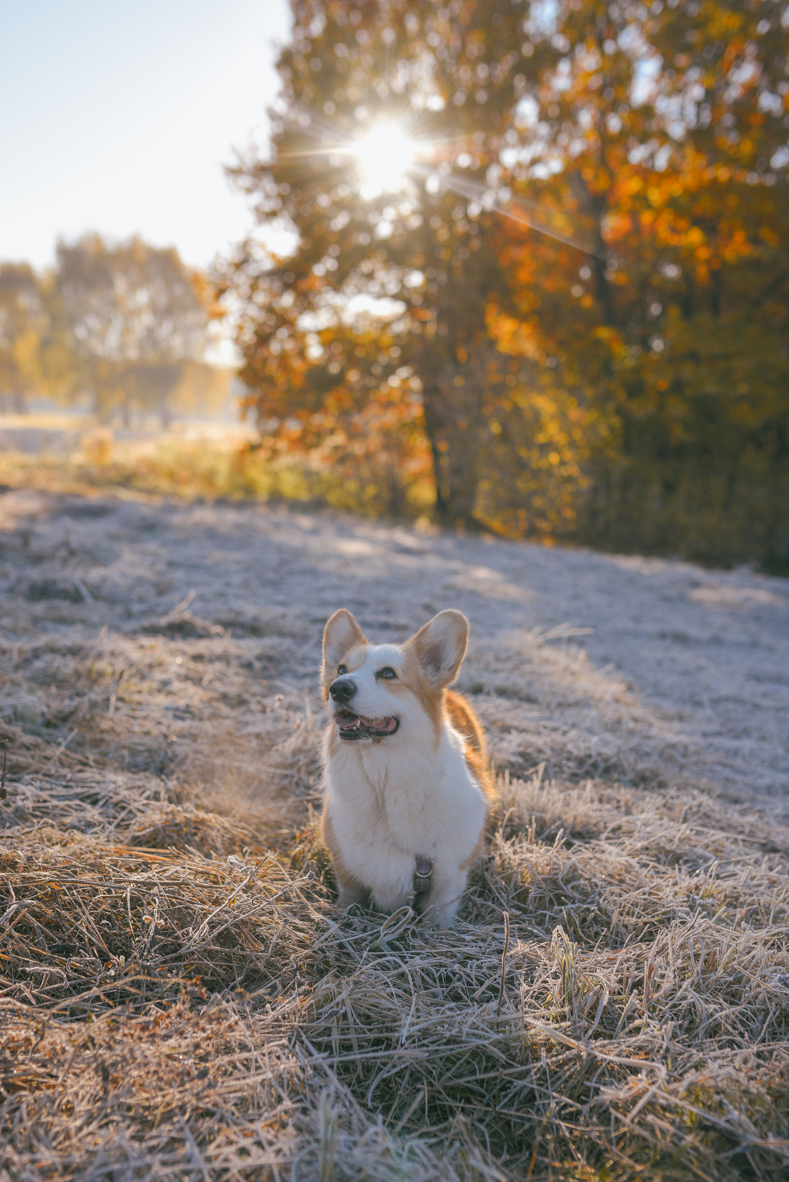 Фотосессия с питомцем в Москве. Свадебный фотограф в Москве Анна Полушина