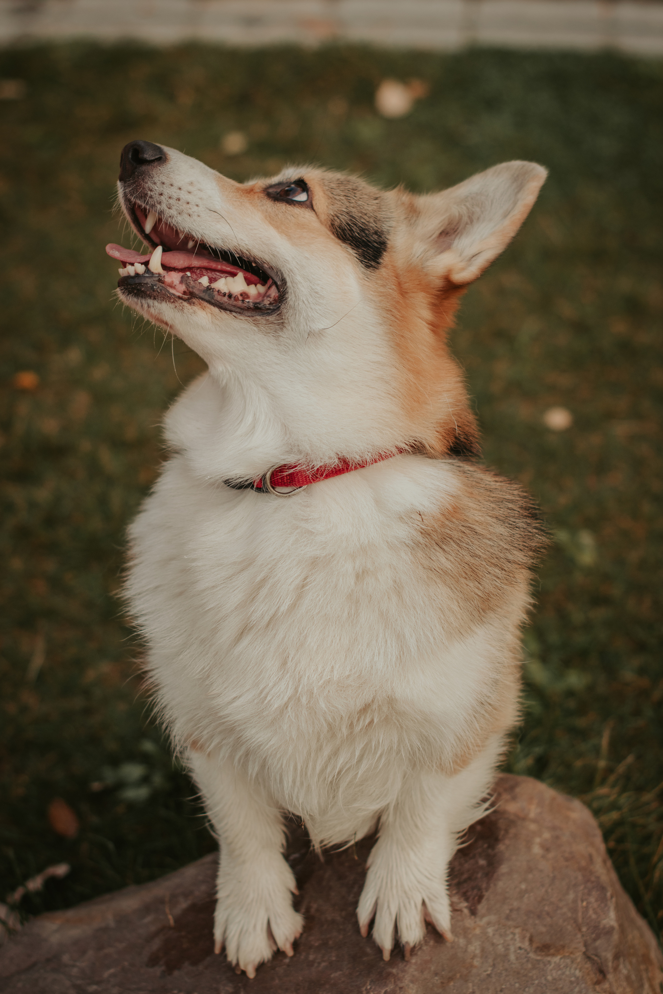 Аня и Булочка, Сокольники. Свадебный фотограф в Москве Анна Полушина