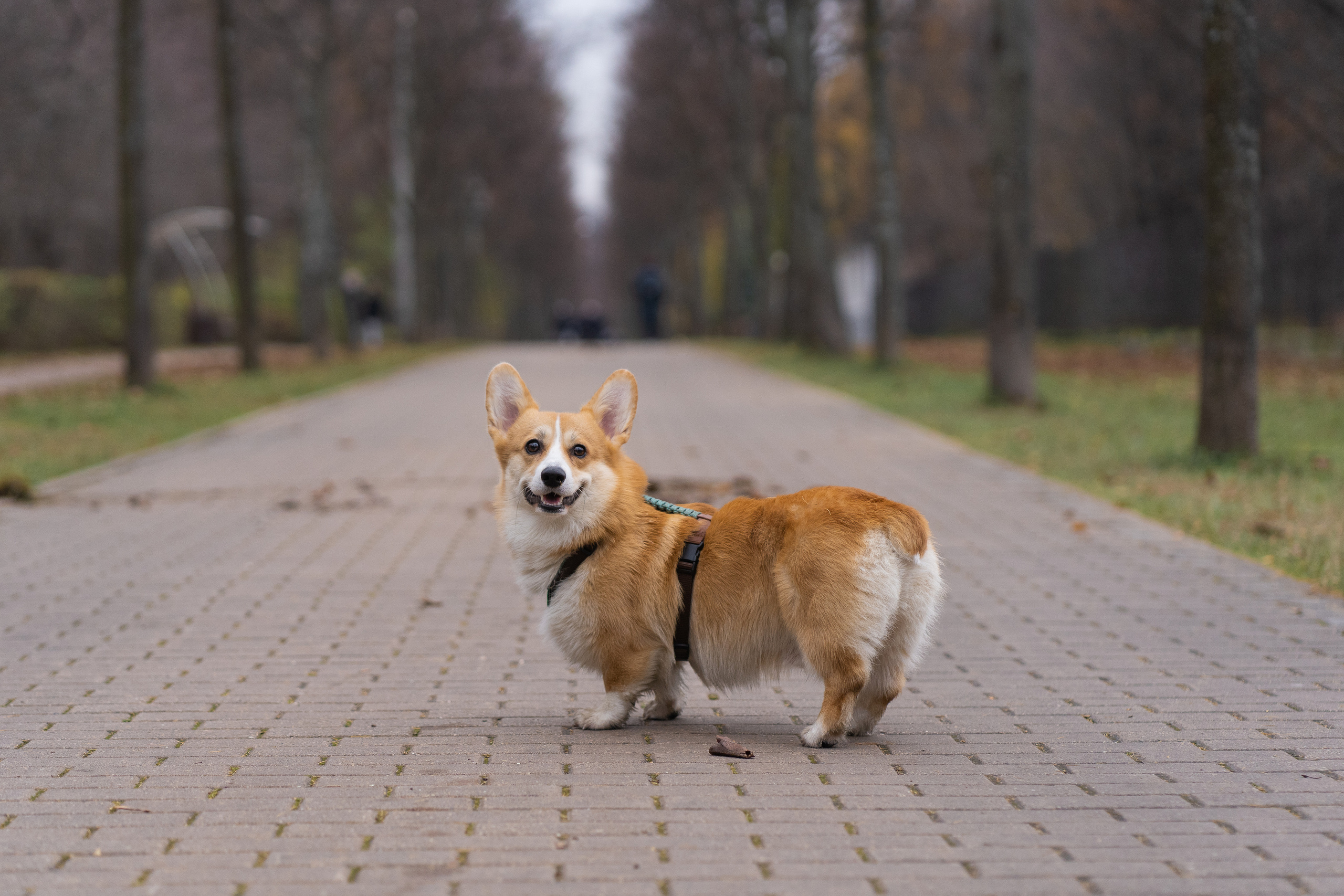 Ульяна, Рома, корги Эйс. Свадебный фотограф в Москве Анна Полушина