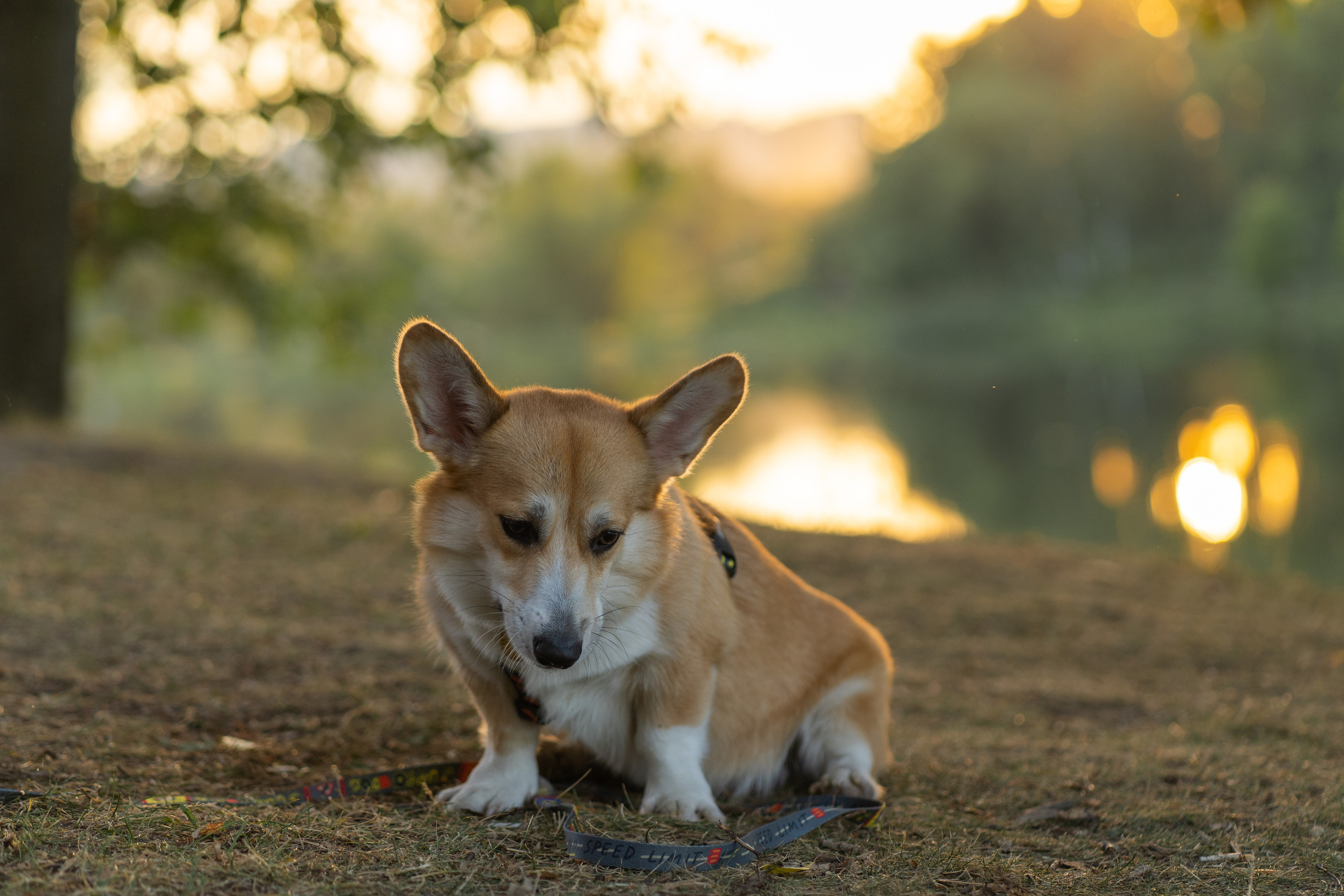 Катя и Боря, Джамгаровский парк. Свадебный фотограф в Москве Анна Полушина