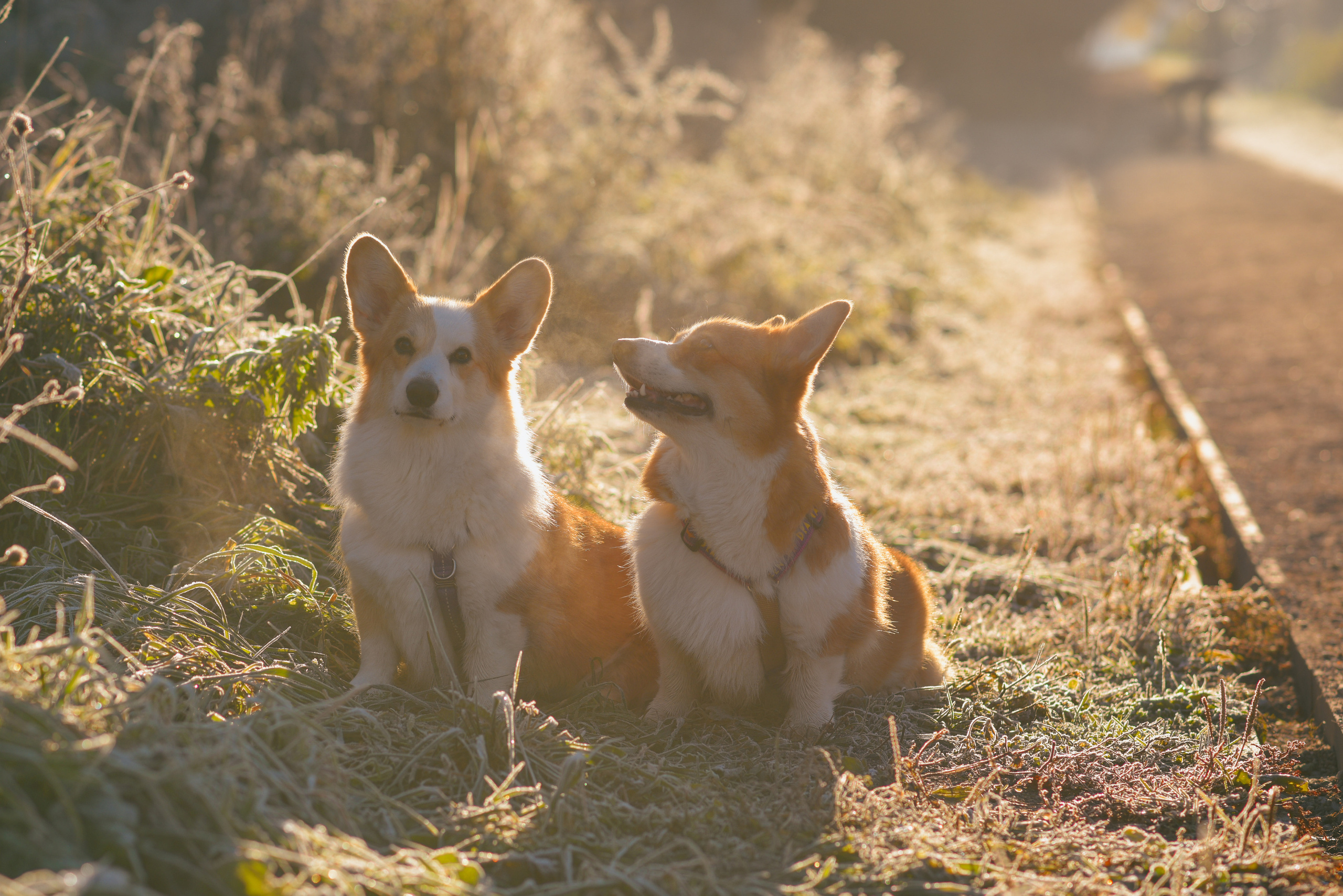Фотосессия с питомцем в Москве. Свадебный фотограф в Москве Анна Полушина