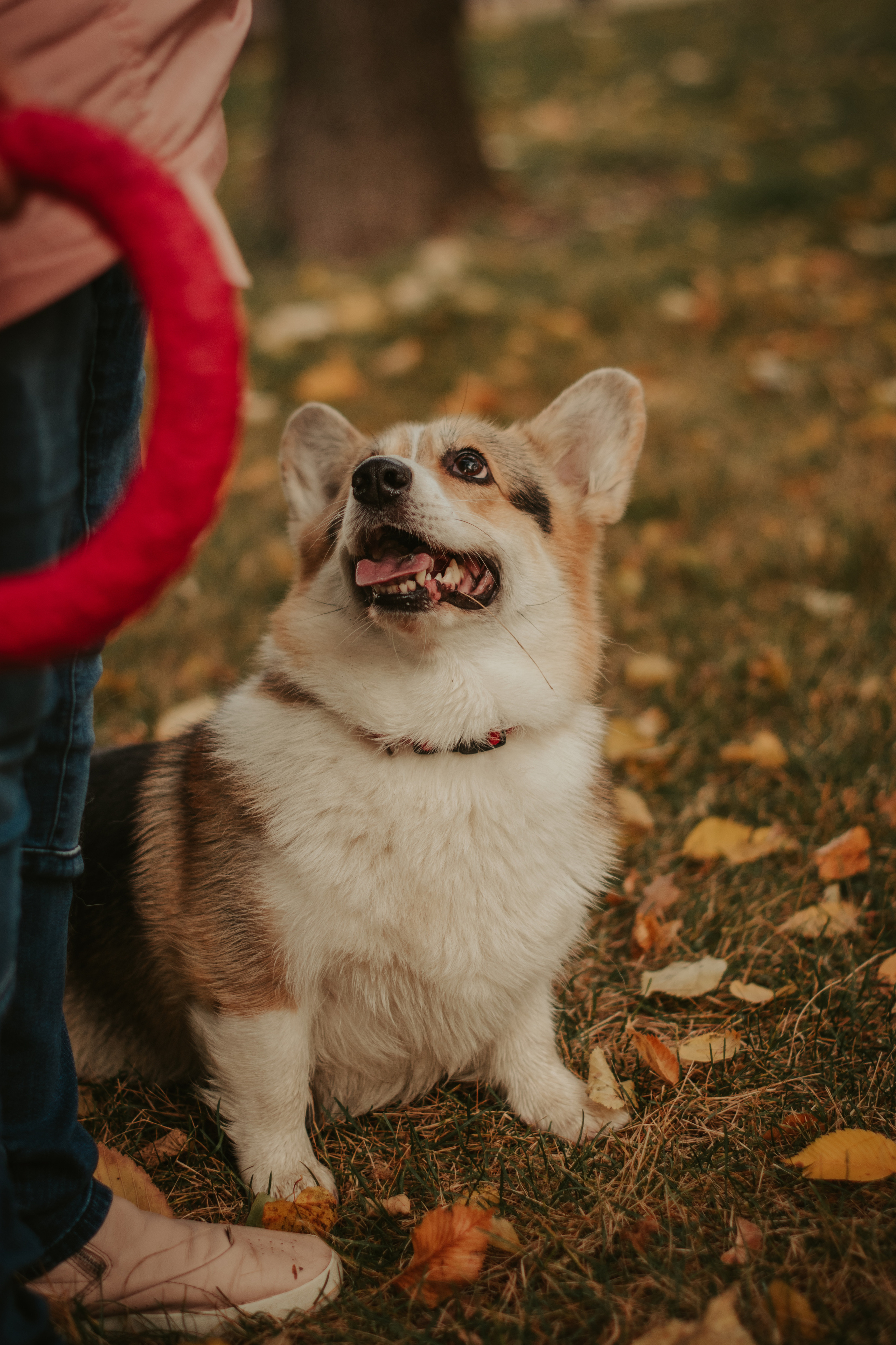 Аня и Булочка, Сокольники. Свадебный фотограф в Москве Анна Полушина