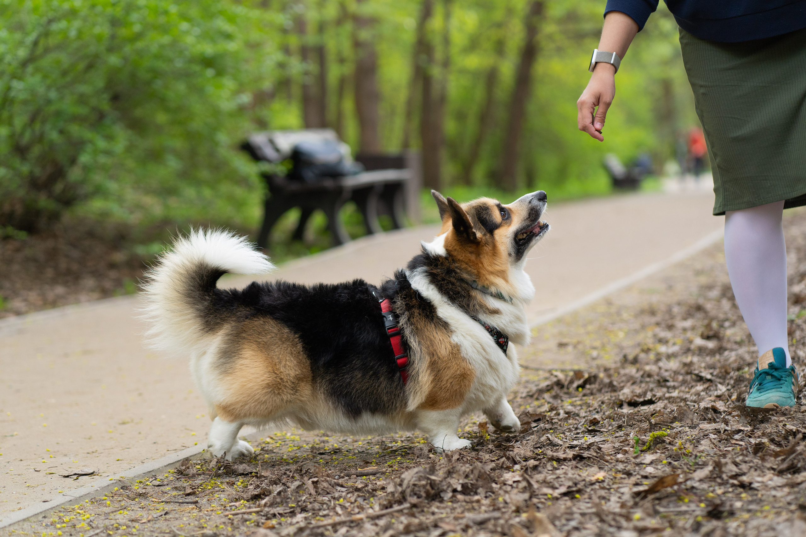 Катя и Честер, Серебряный бор. Свадебный фотограф в Москве Анна Полушина