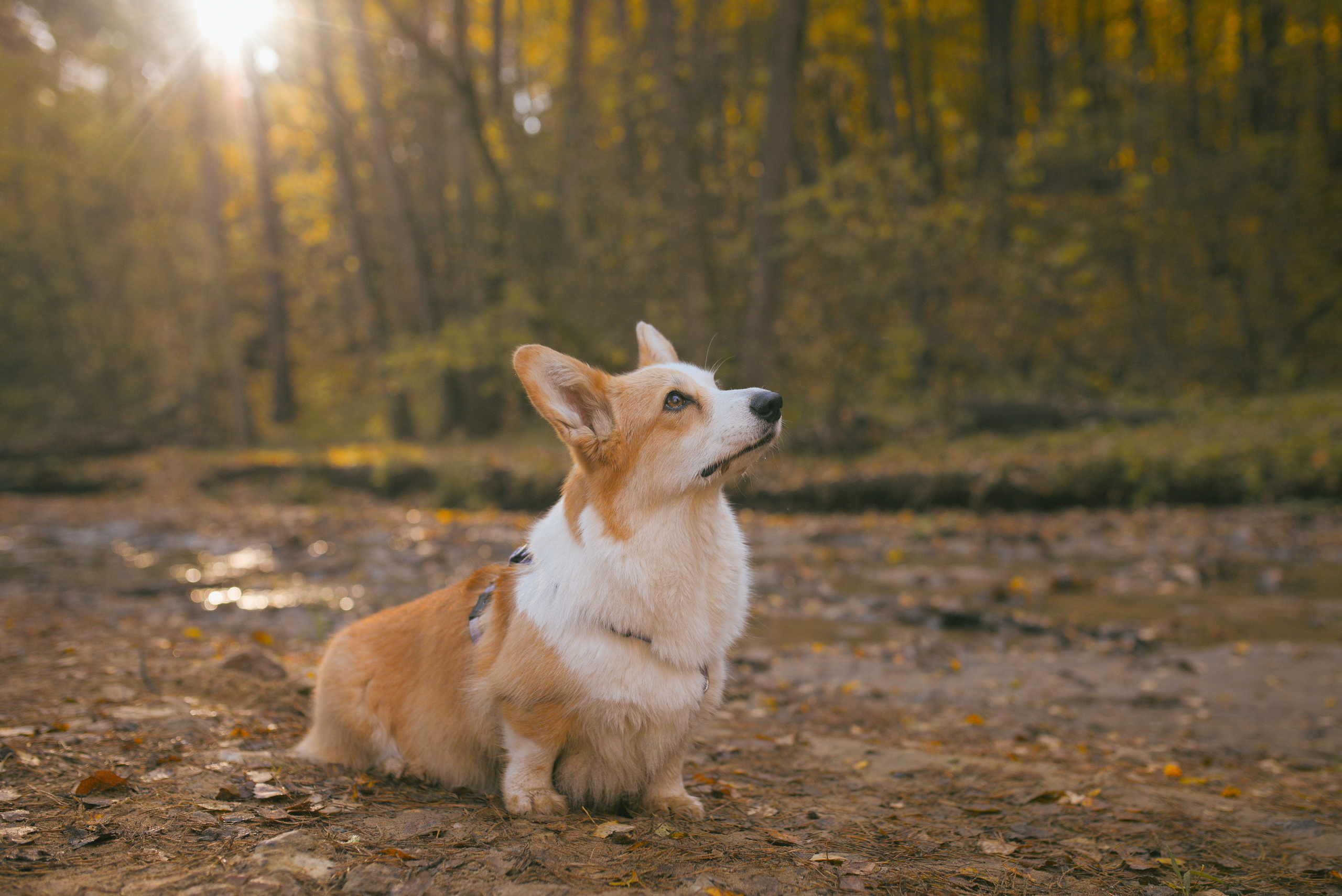 Фотосессия с питомцем в Москве. Свадебный фотограф в Москве Анна Полушина