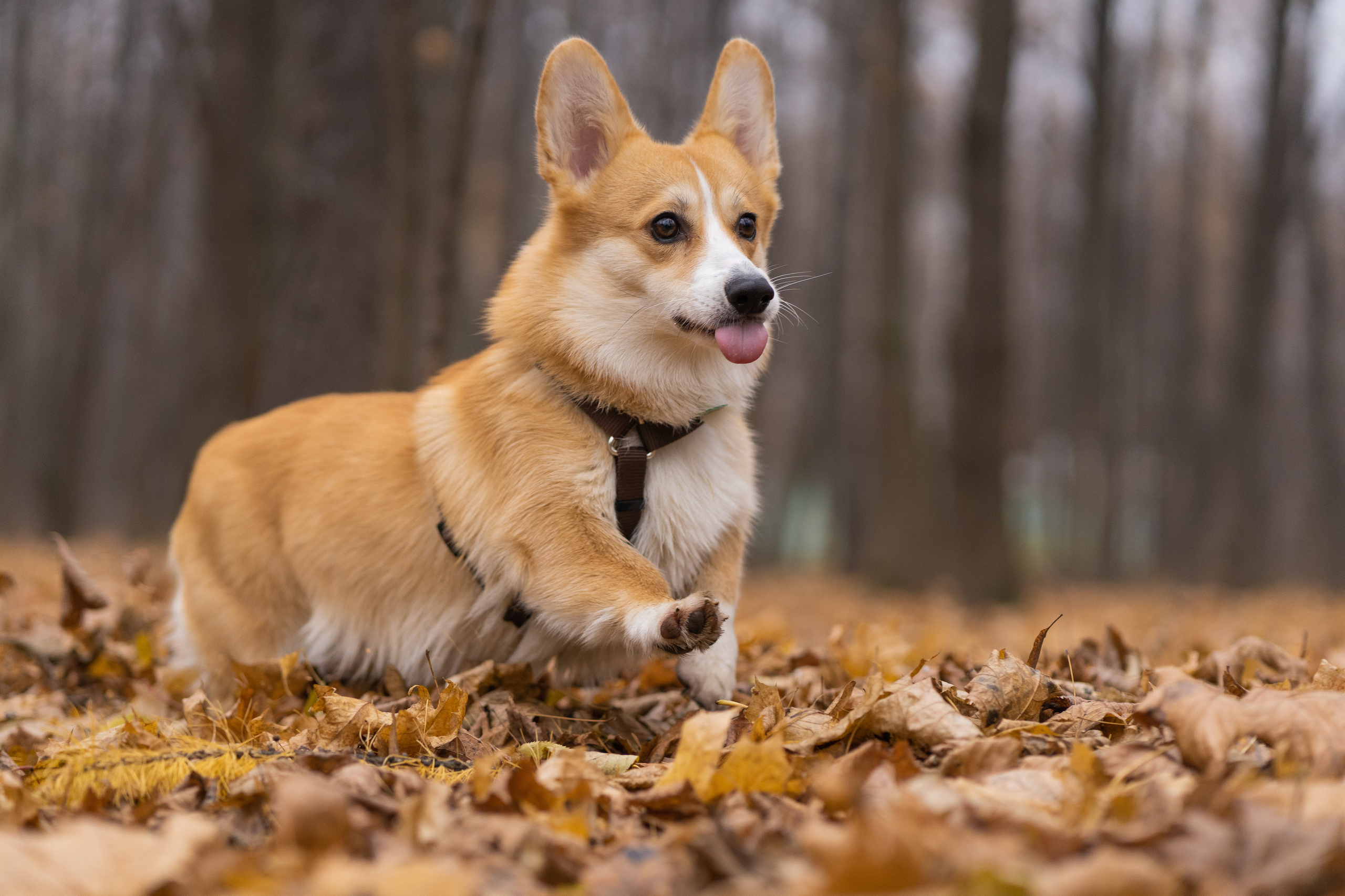 Ульяна, Рома, корги Эйс. Свадебный фотограф в Москве Анна Полушина