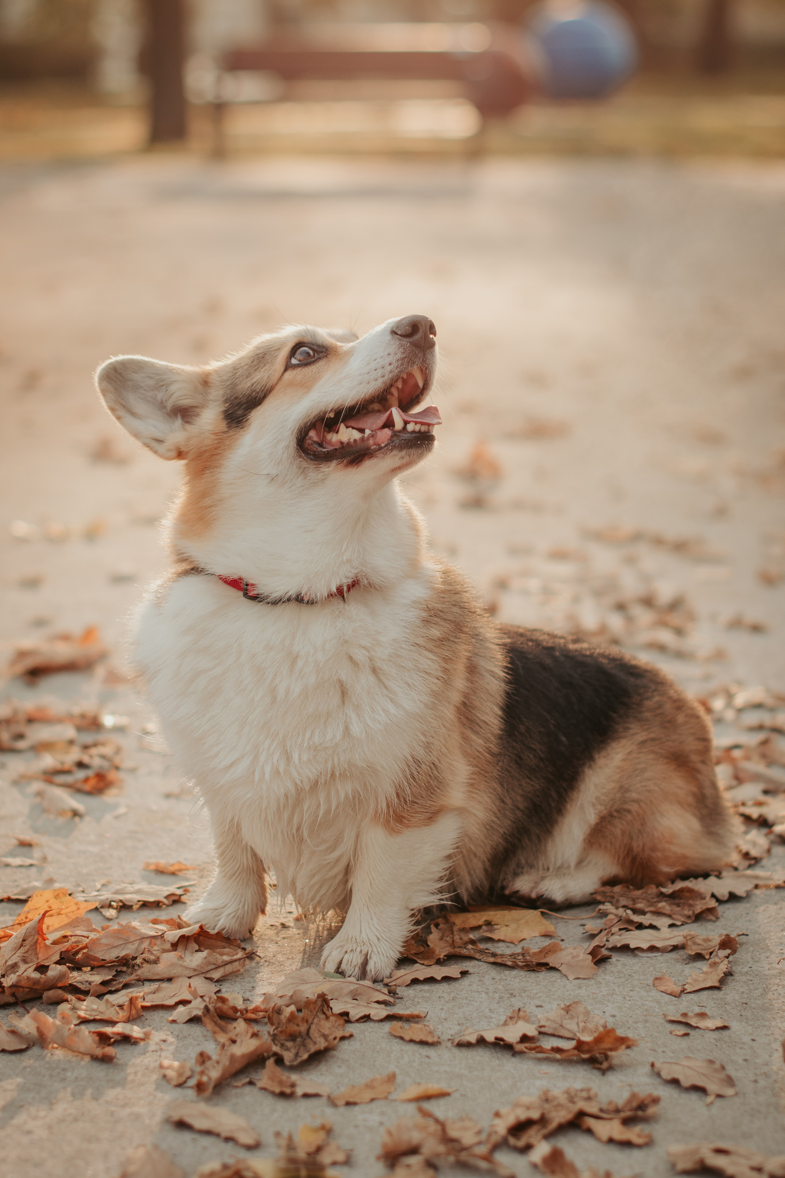 Аня и Булочка, Сокольники. Свадебный фотограф в Москве Анна Полушина