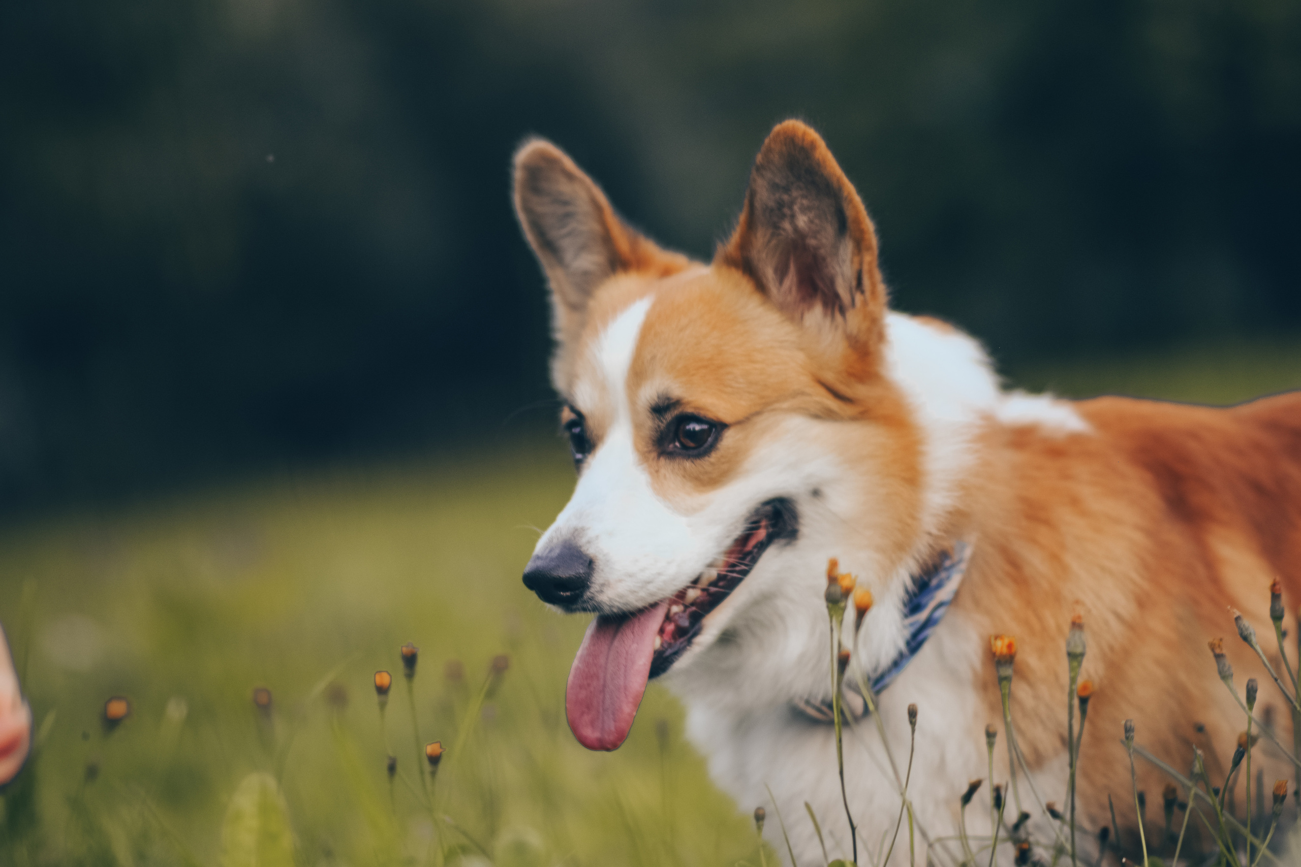 Алина и Ройс, парк на Яузе. Свадебный фотограф в Москве Анна Полушина