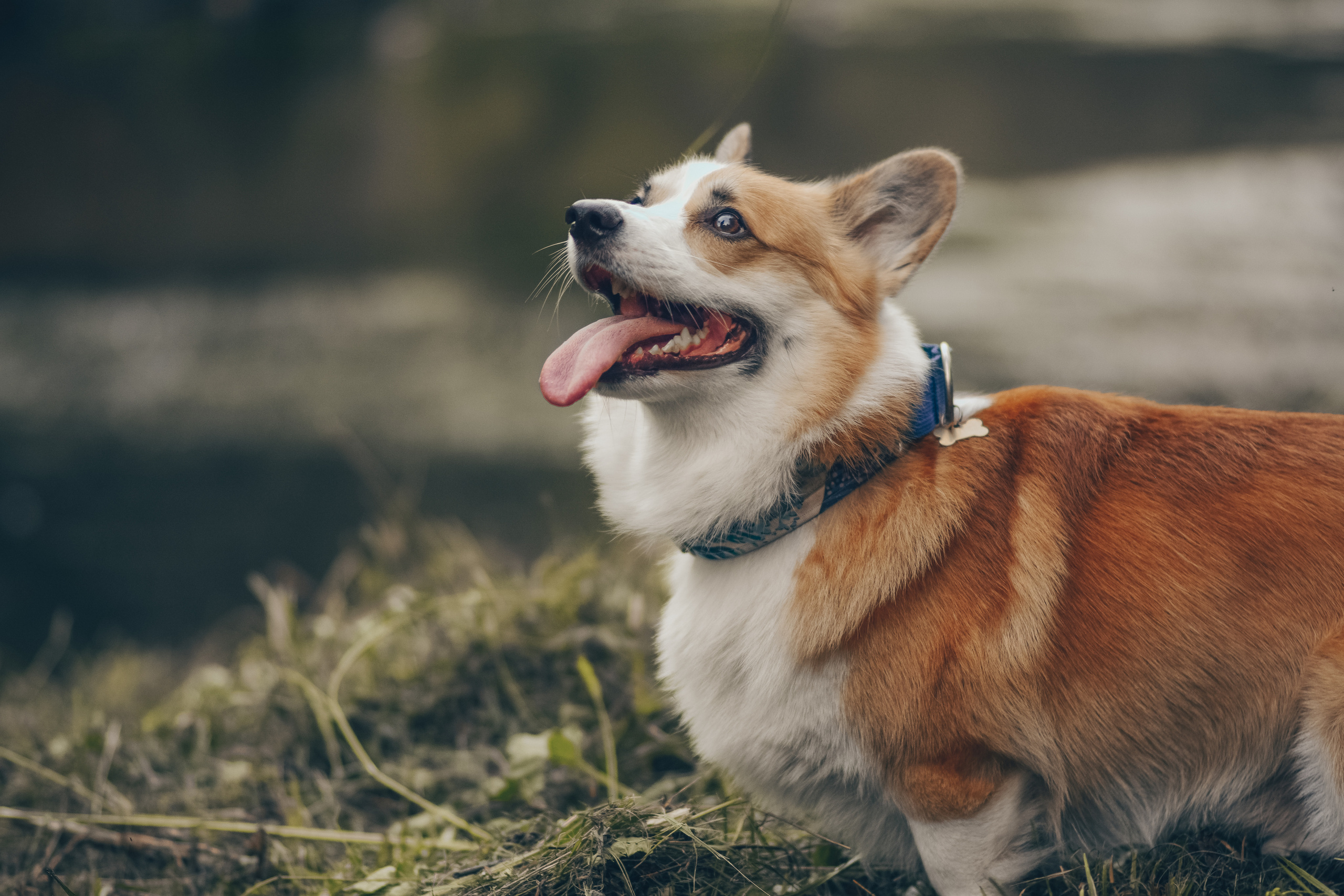 Алина и Ройс, парк на Яузе. Свадебный фотограф в Москве Анна Полушина