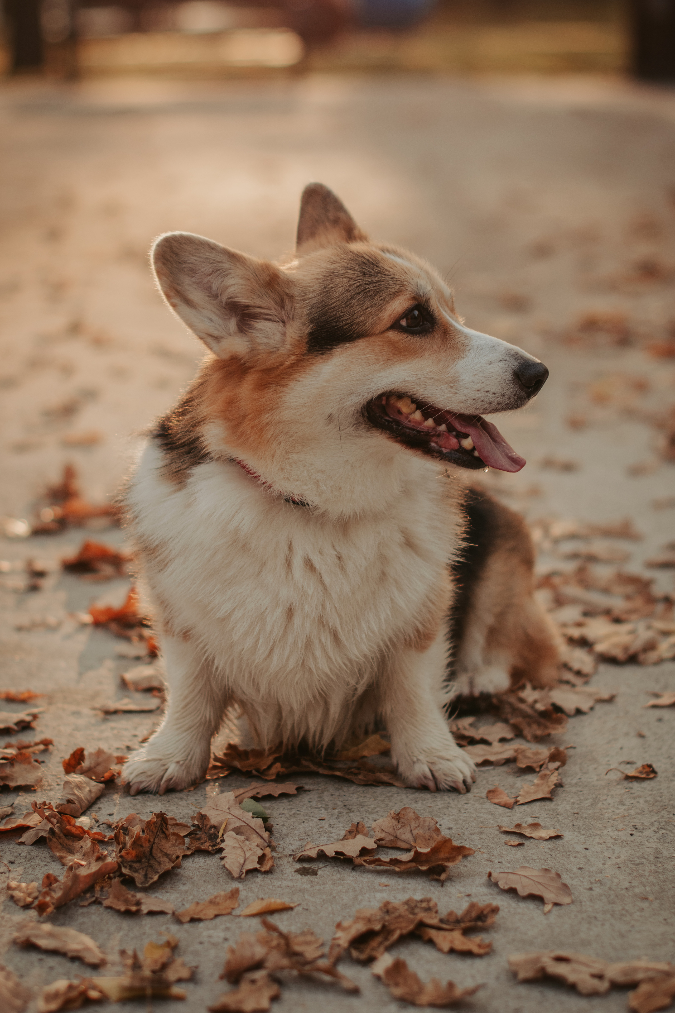 Аня и Булочка, Сокольники. Свадебный фотограф в Москве Анна Полушина