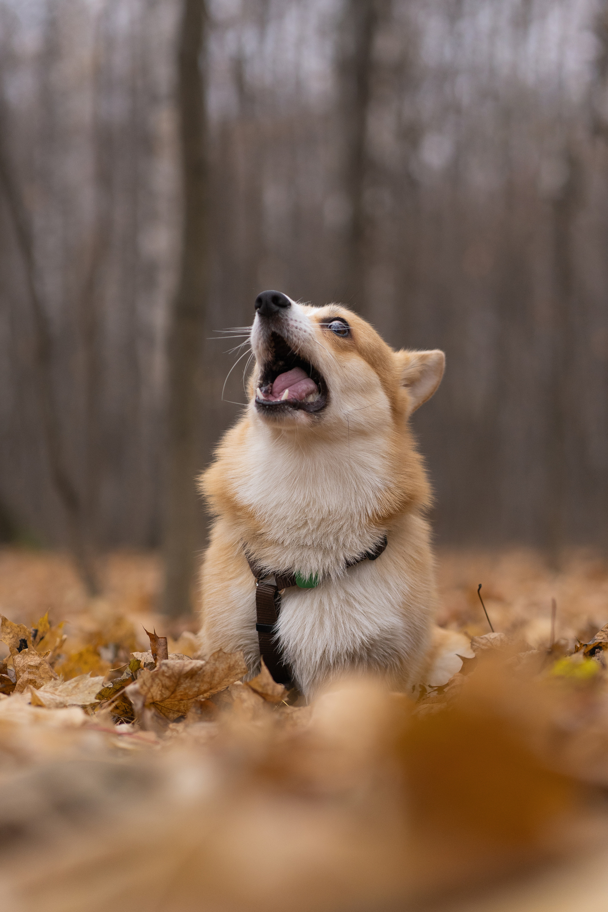 Ульяна, Рома, корги Эйс. Свадебный фотограф в Москве Анна Полушина