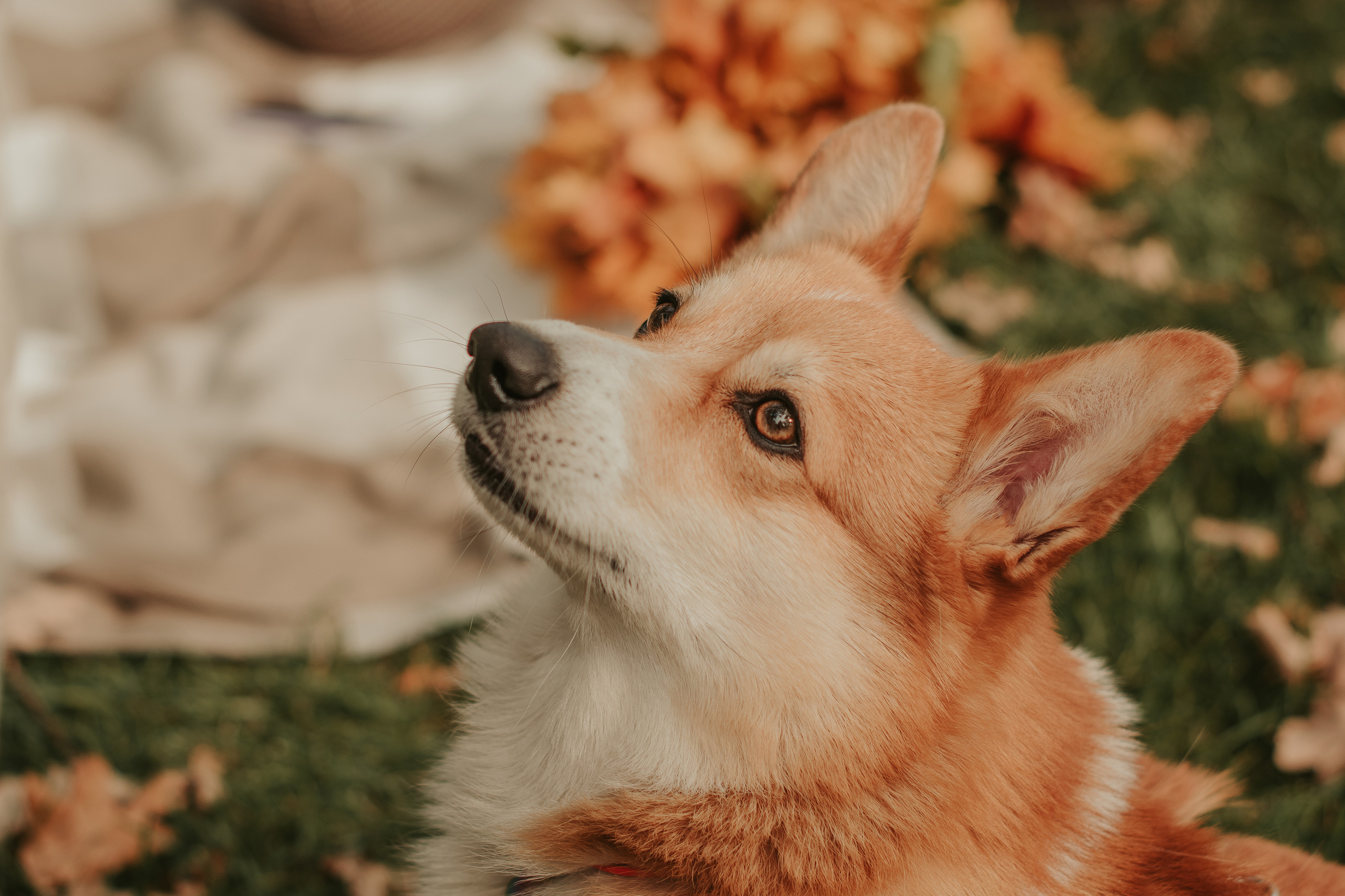 Наташа, Даша и Кевин. Свадебный фотограф в Москве Анна Полушина
