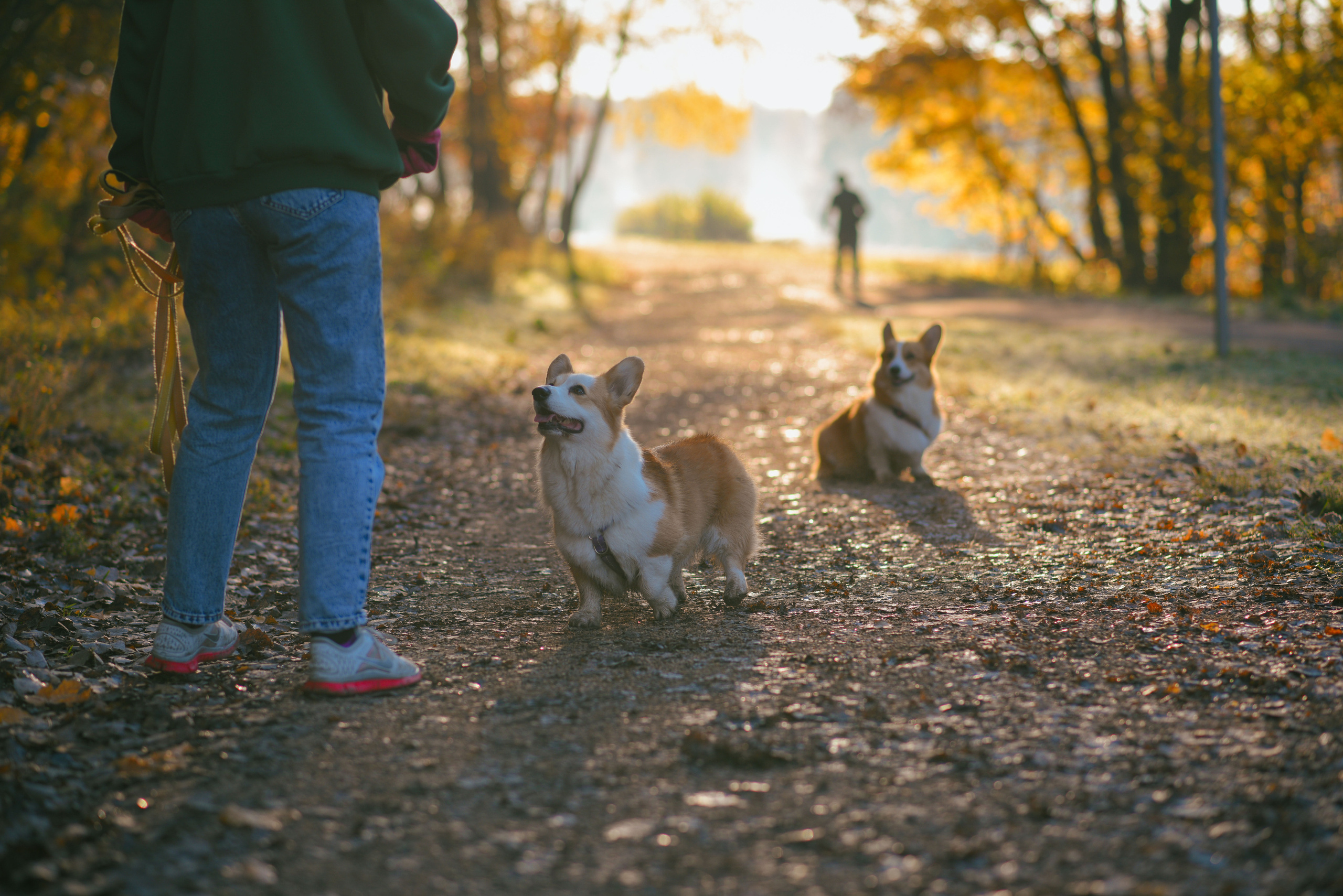 Фотосессия с питомцем в Москве. Свадебный фотограф в Москве Анна Полушина