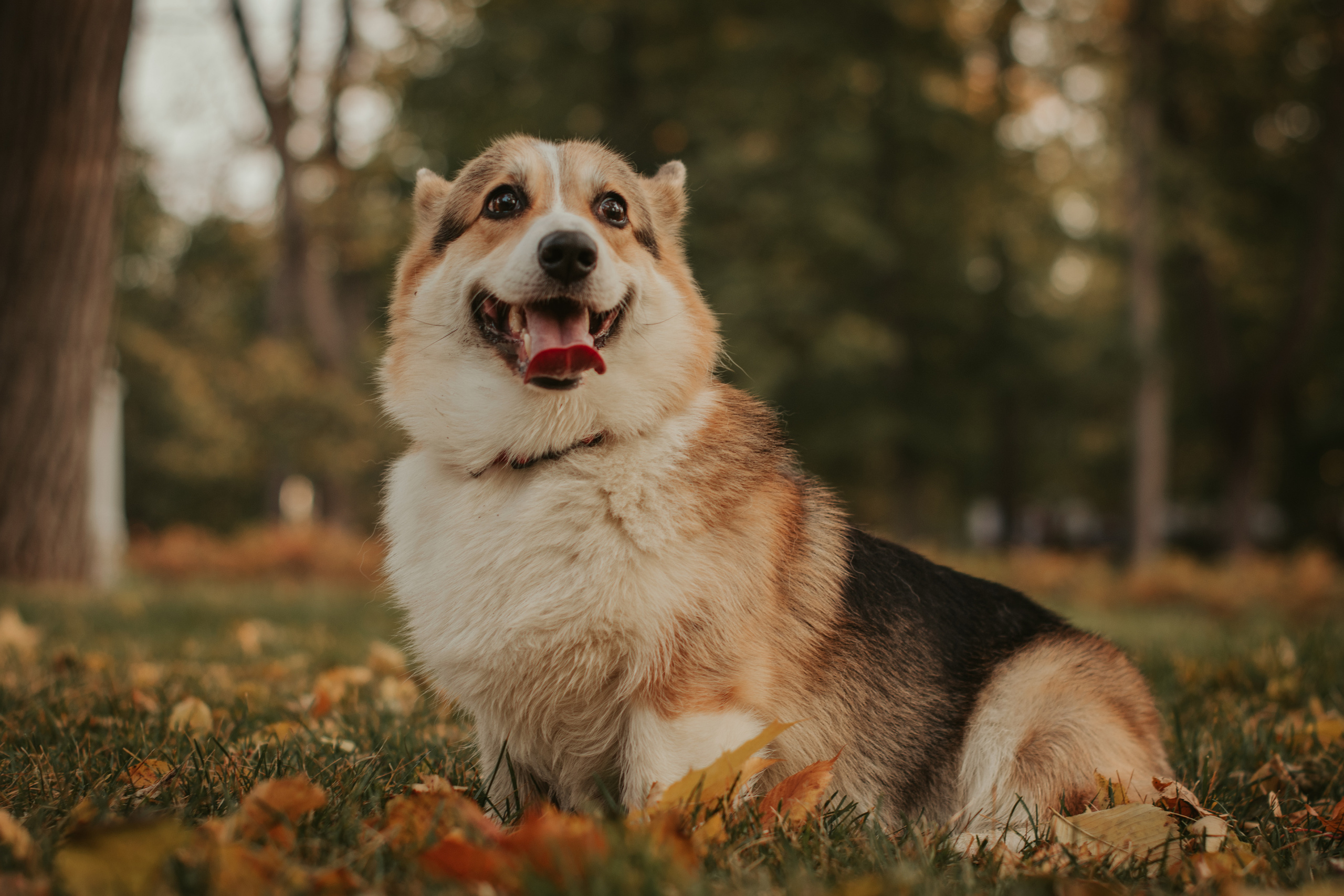 Аня и Булочка, Сокольники. Свадебный фотограф в Москве Анна Полушина