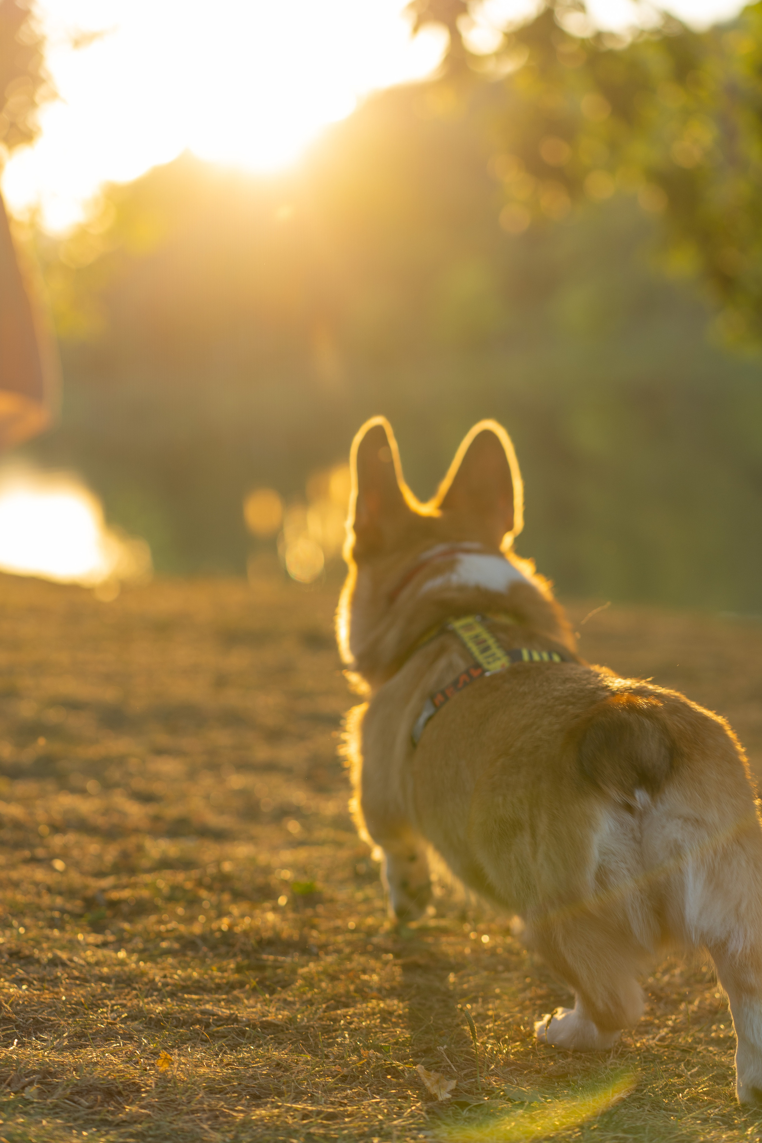 Катя и Боря, Джамгаровский парк. Свадебный фотограф в Москве Анна Полушина
