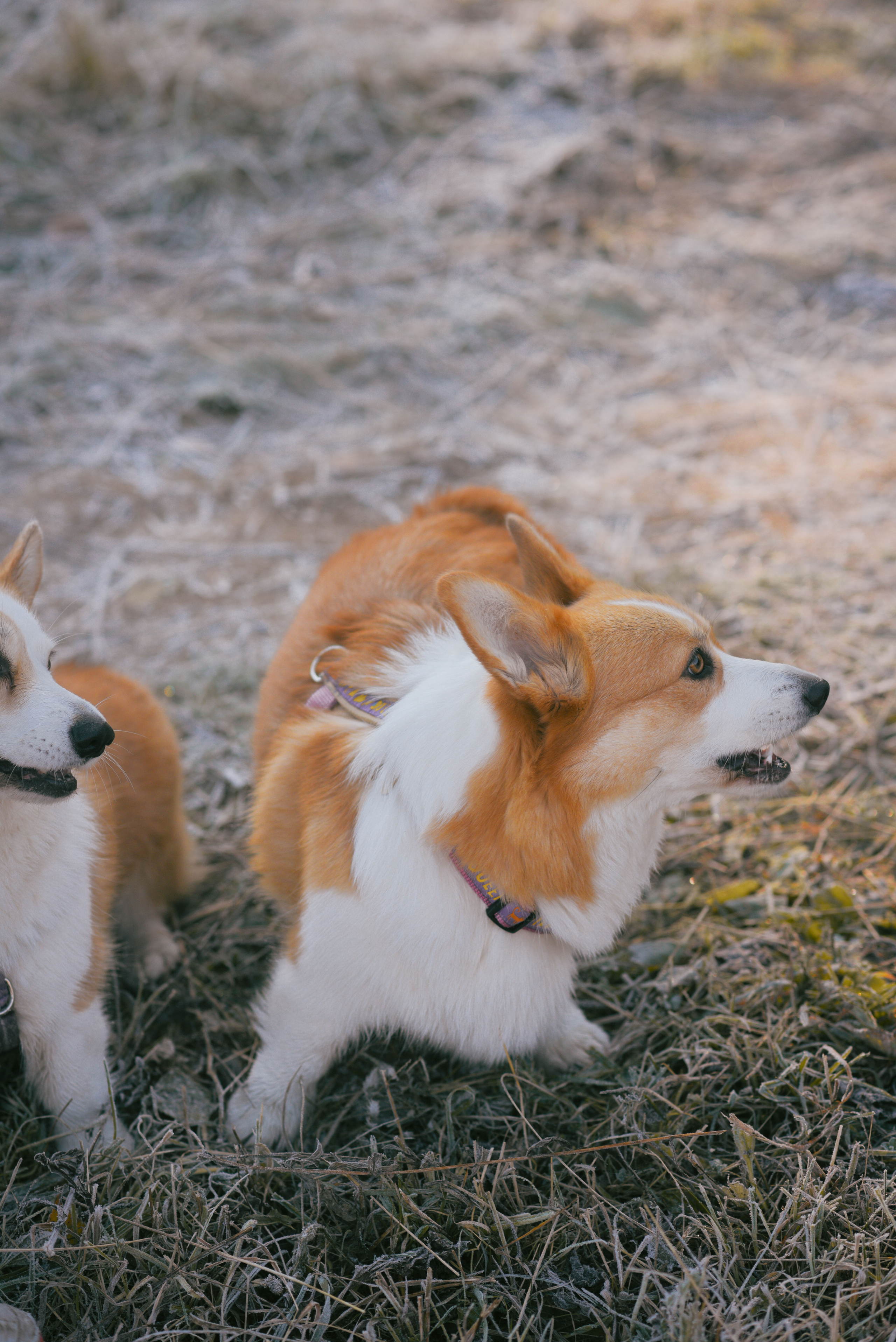 Фотосессия с питомцем в Москве. Свадебный фотограф в Москве Анна Полушина