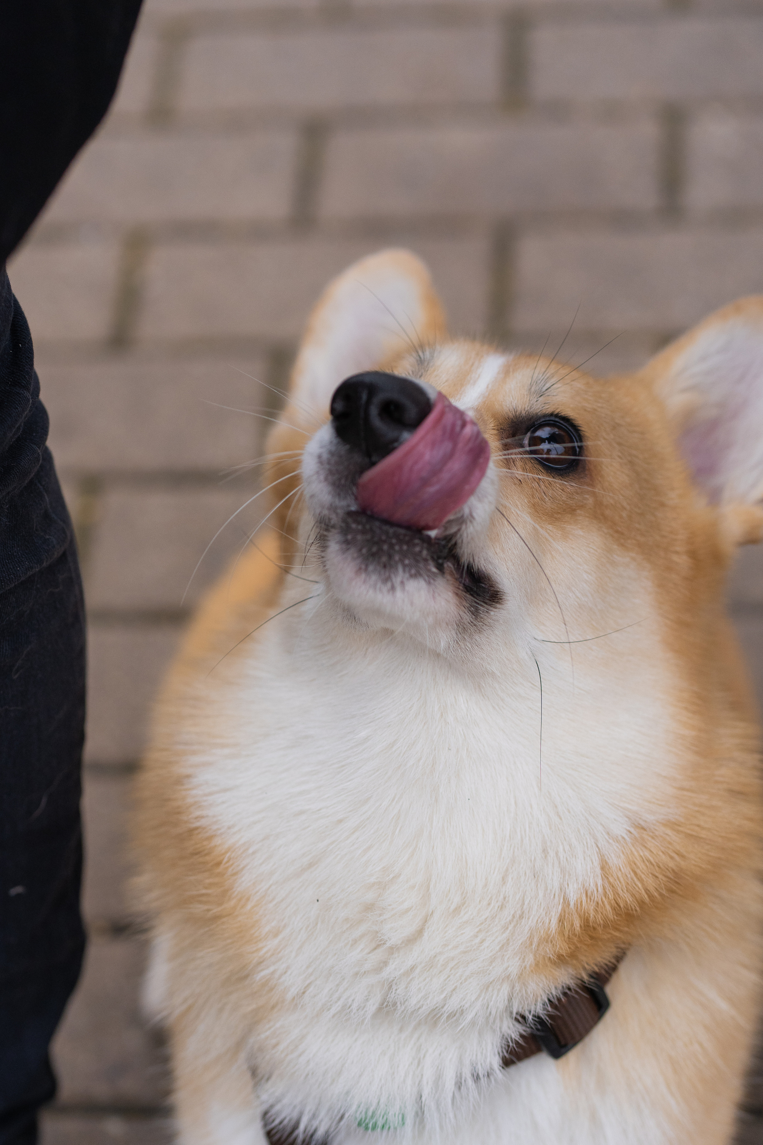 Ульяна, Рома, корги Эйс. Свадебный фотограф в Москве Анна Полушина