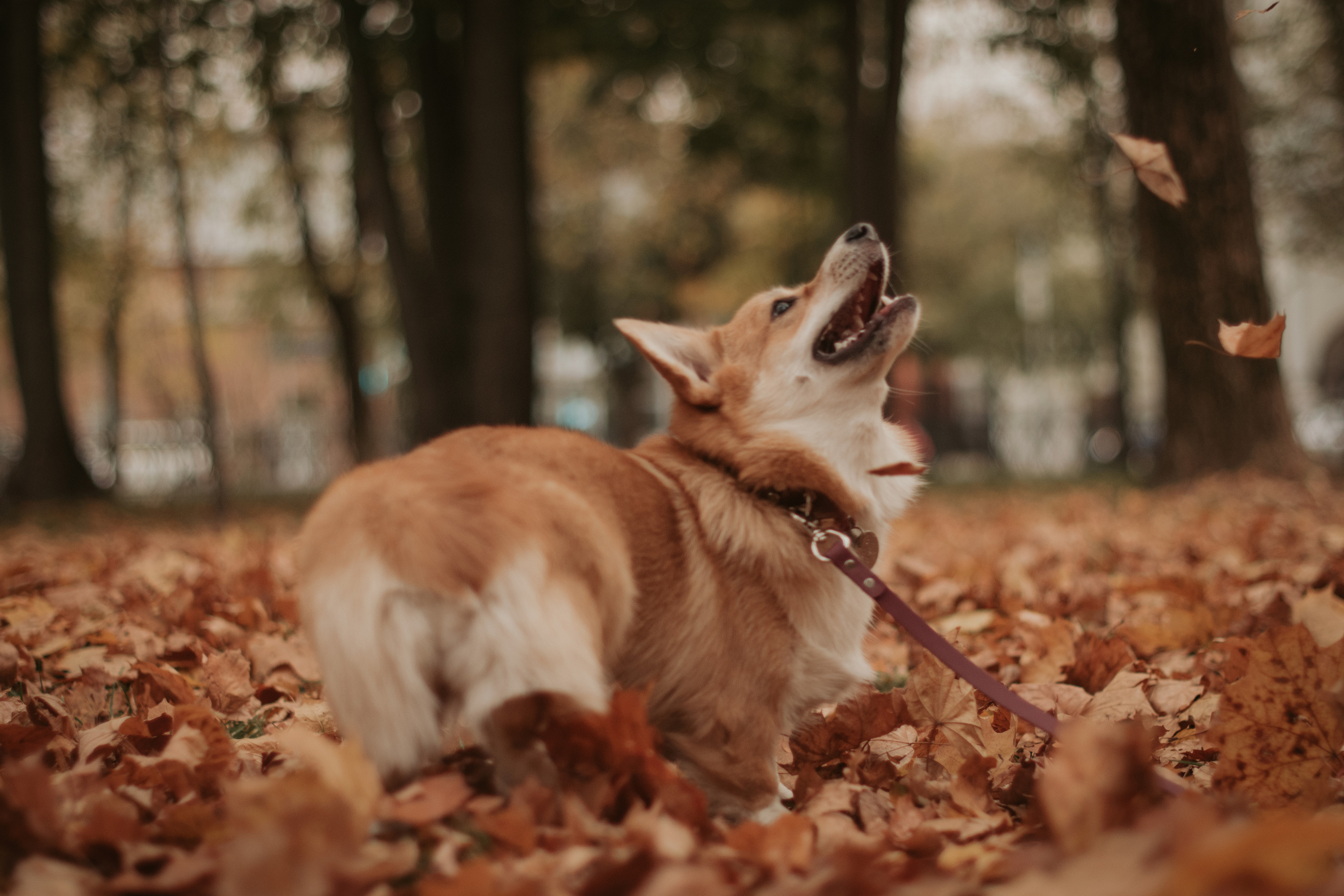Марина и Мася, Новодевичий сквер. Свадебный фотограф в Москве Анна Полушина